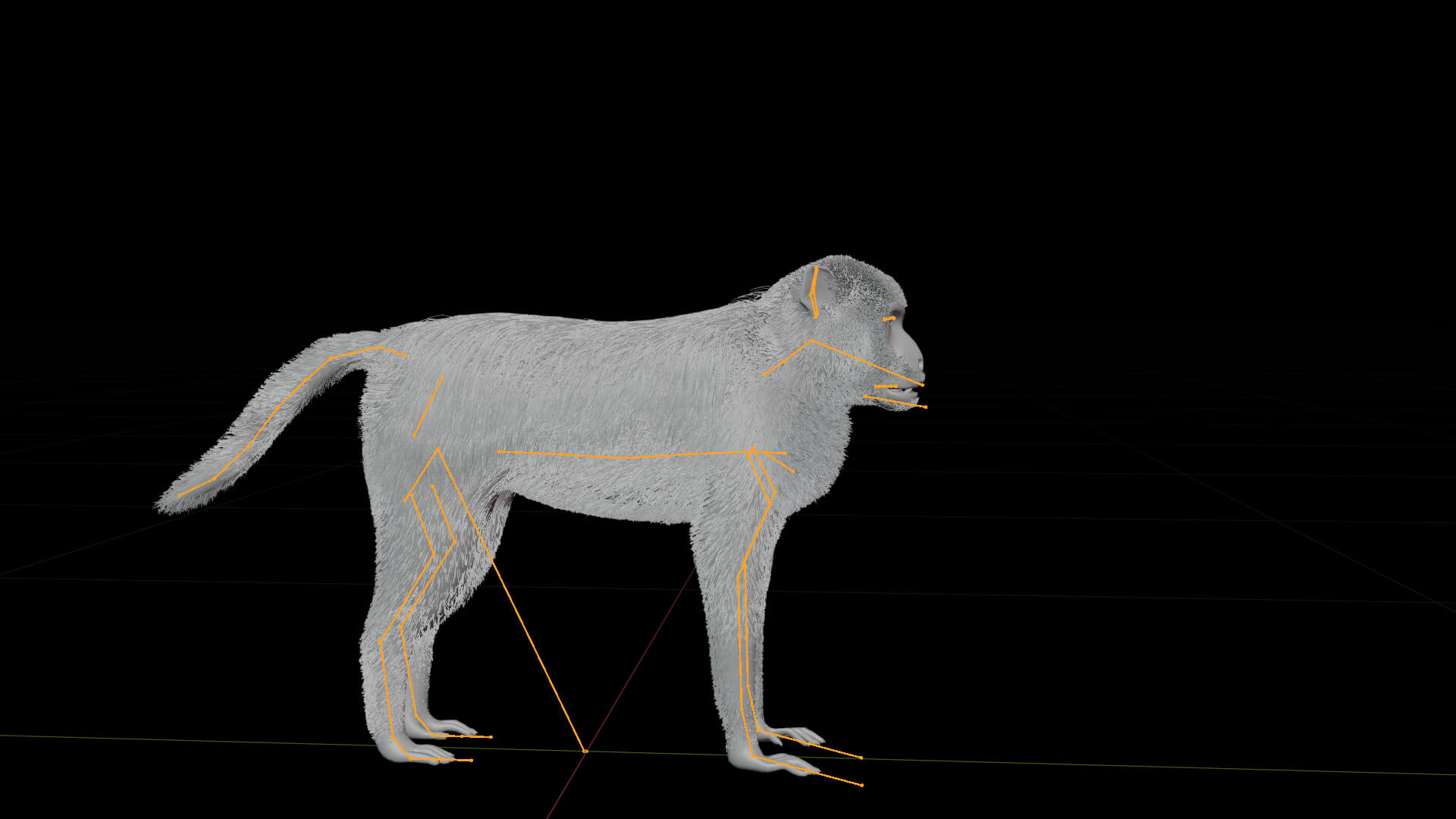 Rhesus Macaque Monkey 3D Model