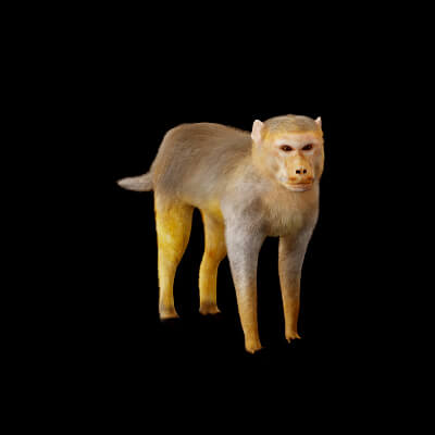 Rhesus Macaque Monkey