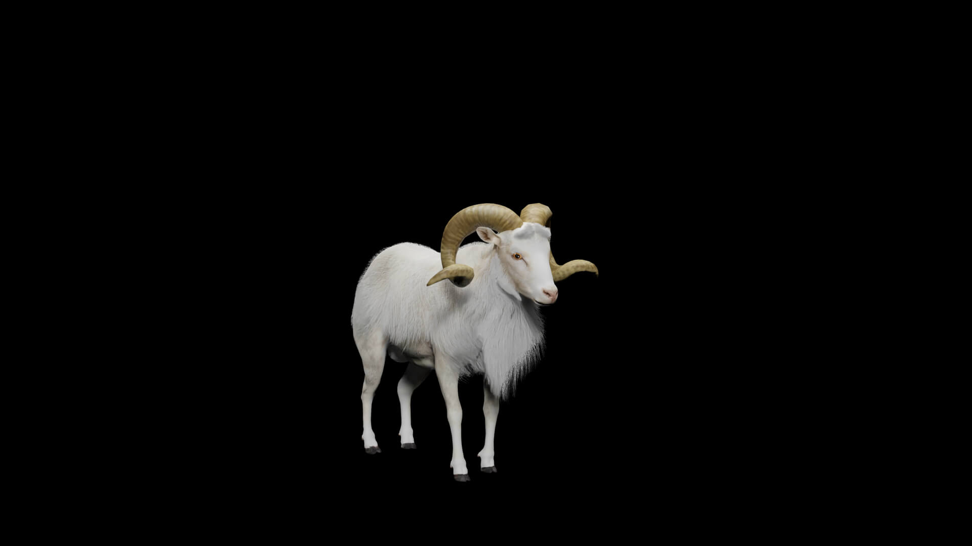 Texas Dall Sheep 3D Model