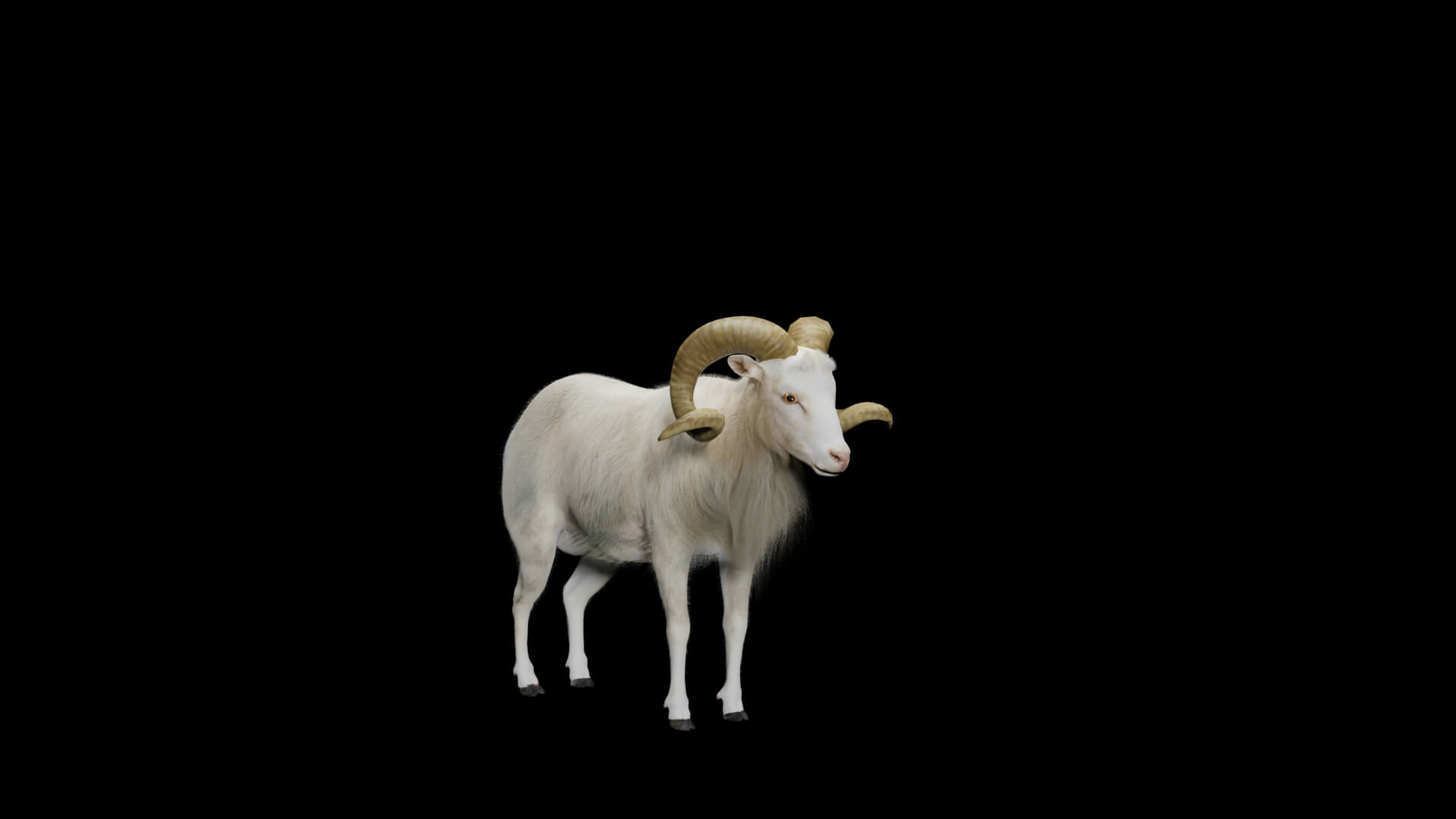 Texas Dall Sheep 3D Model