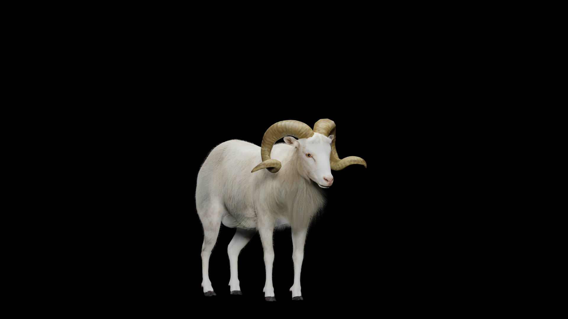Texas Dall Sheep 3D Model