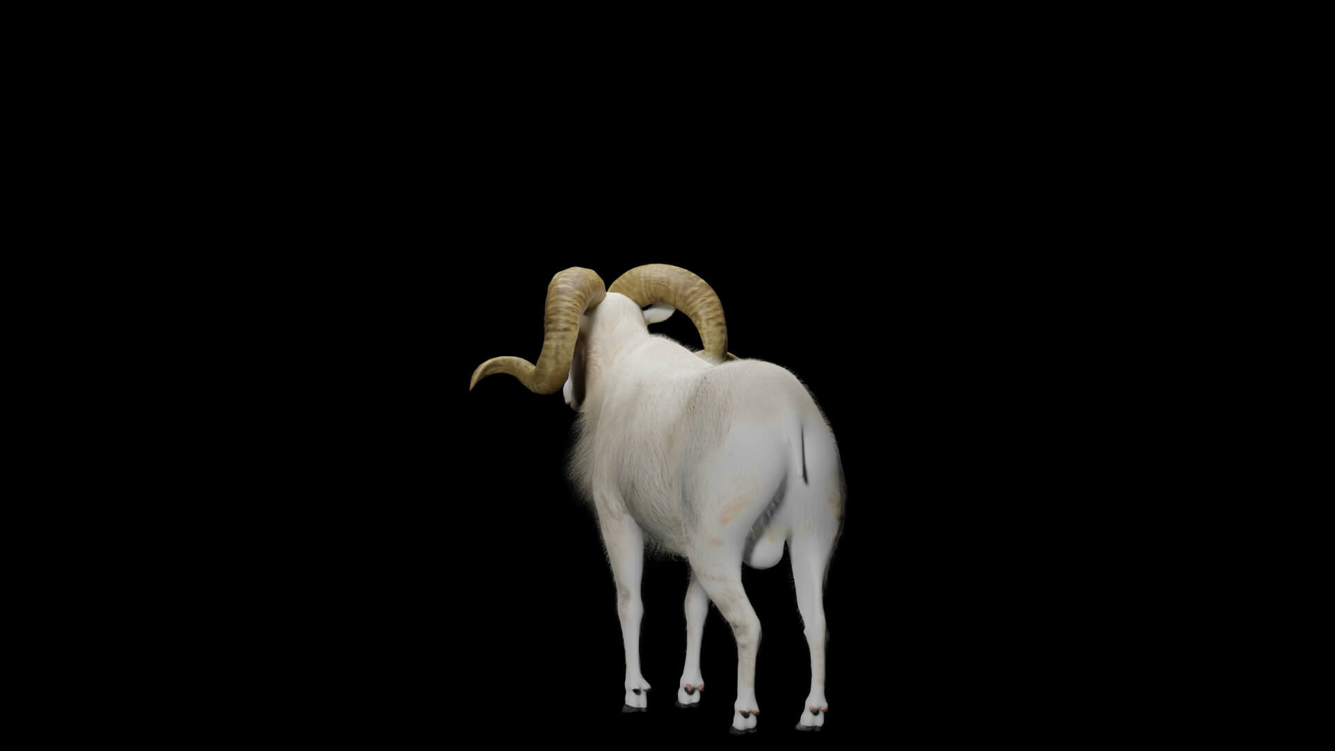 Texas Dall Sheep 3D Model