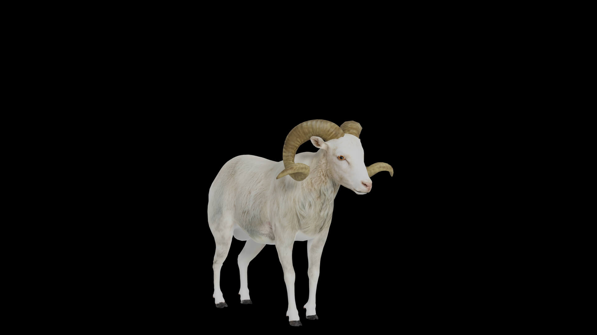 Texas Dall Sheep 3D Model