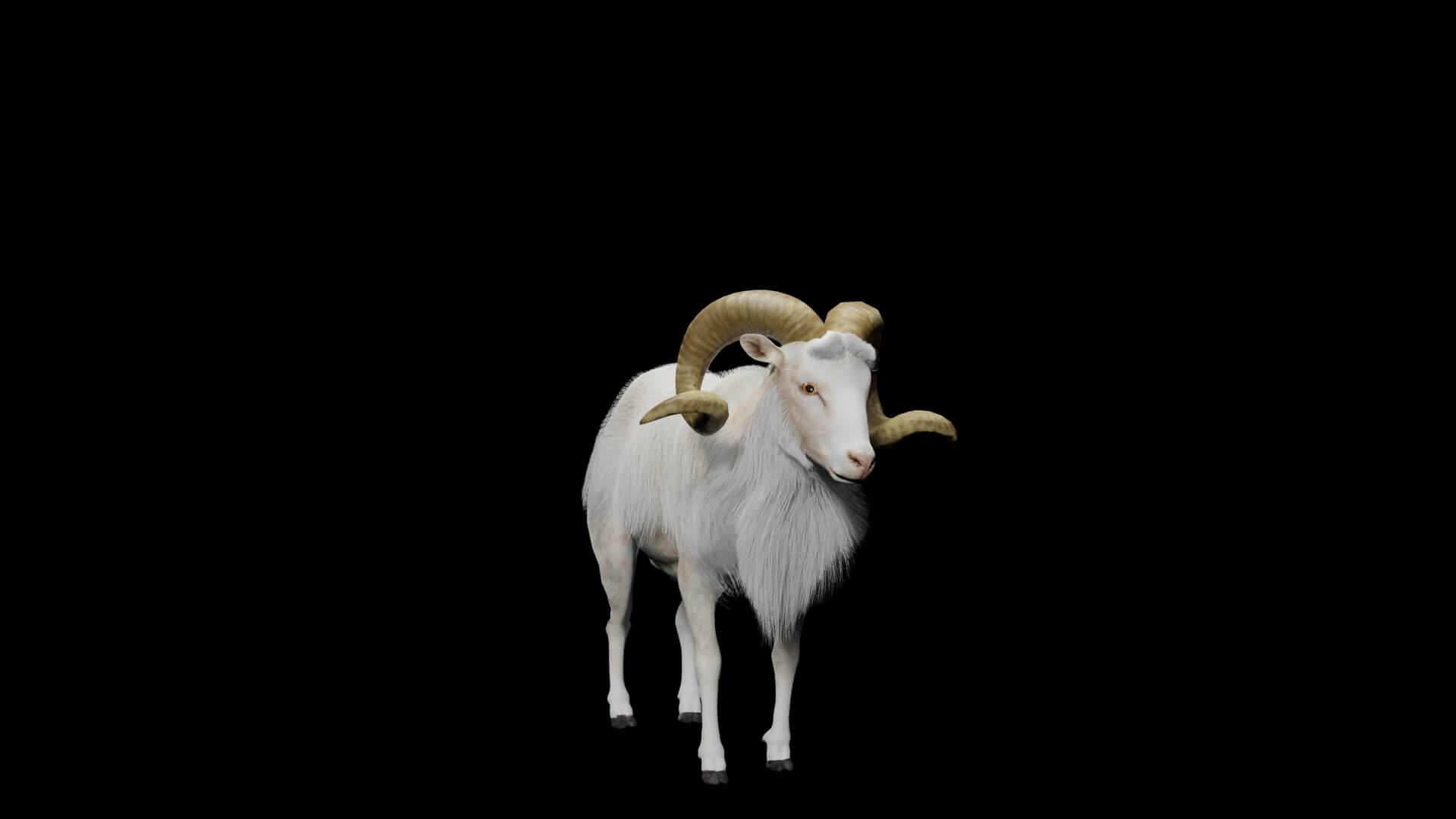 Texas Dall Sheep 3D Model