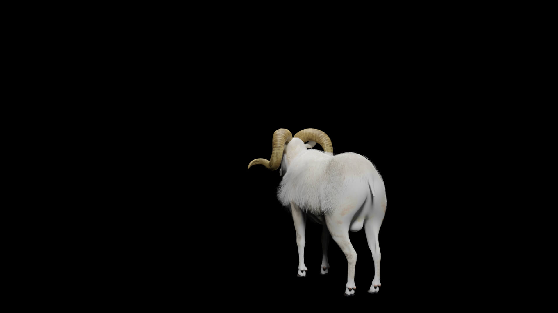 Texas Dall Sheep 3D Model