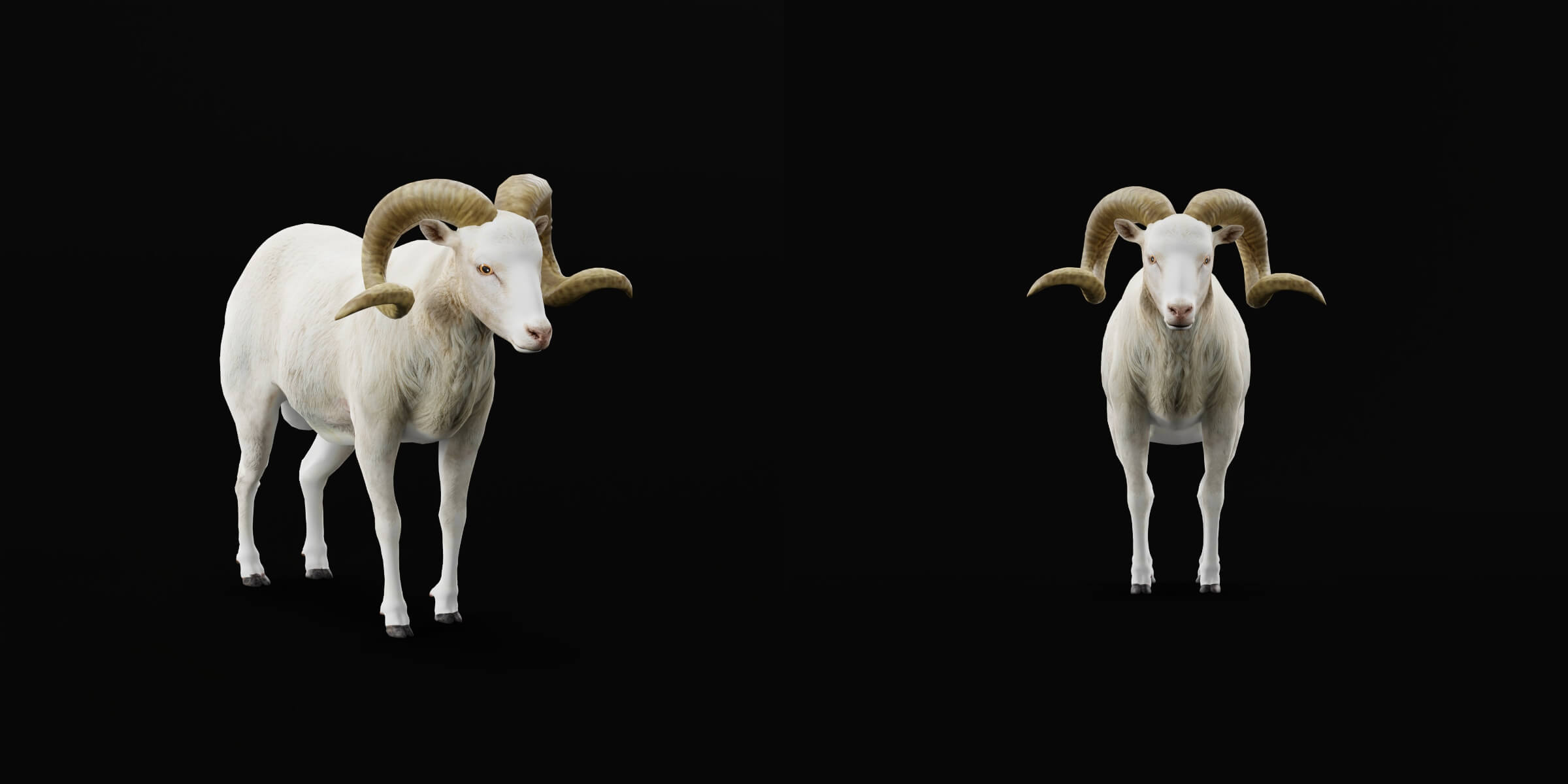 Texas Dall Sheep 3D Model