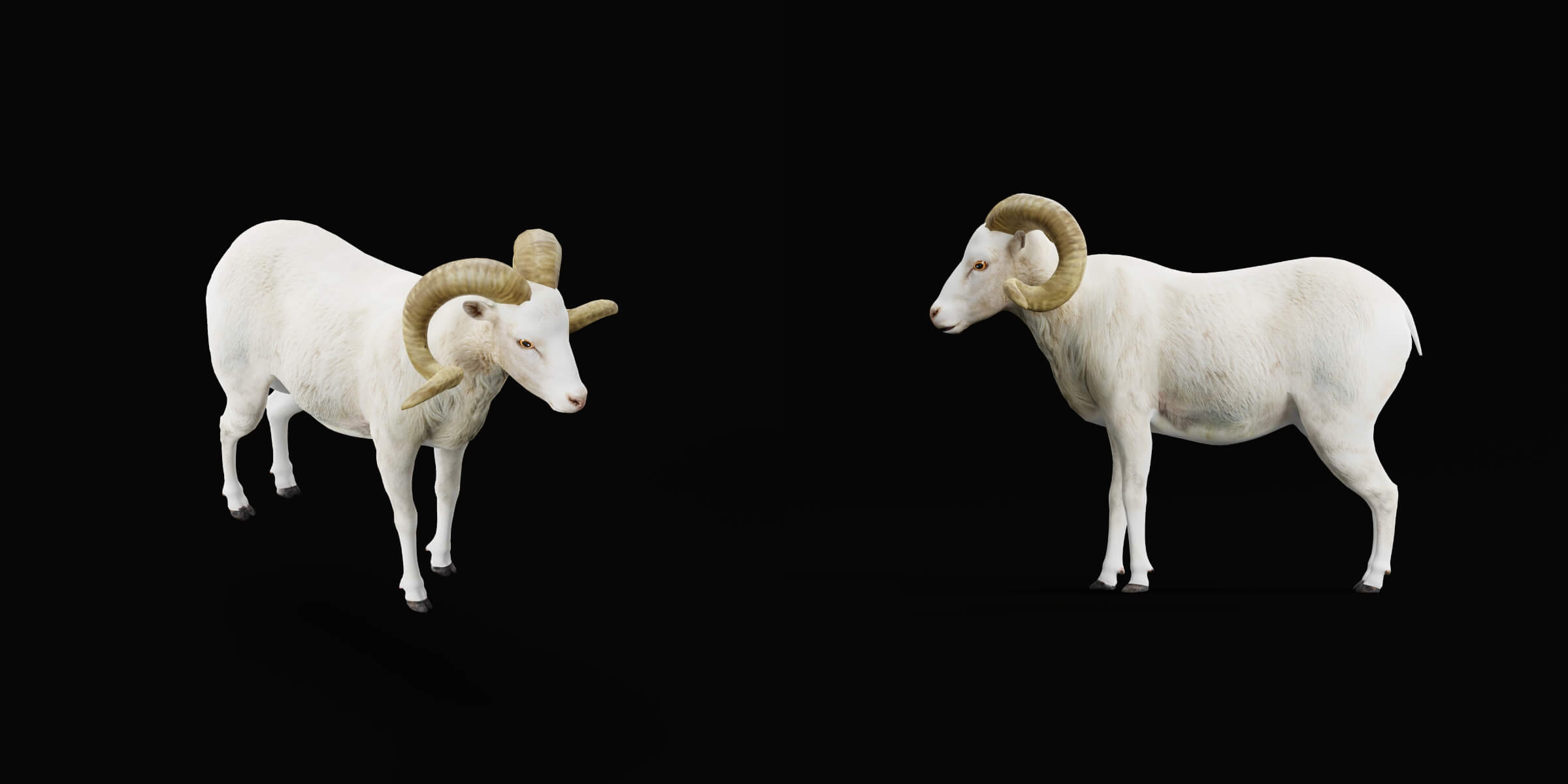 Texas Dall Sheep 3D Model