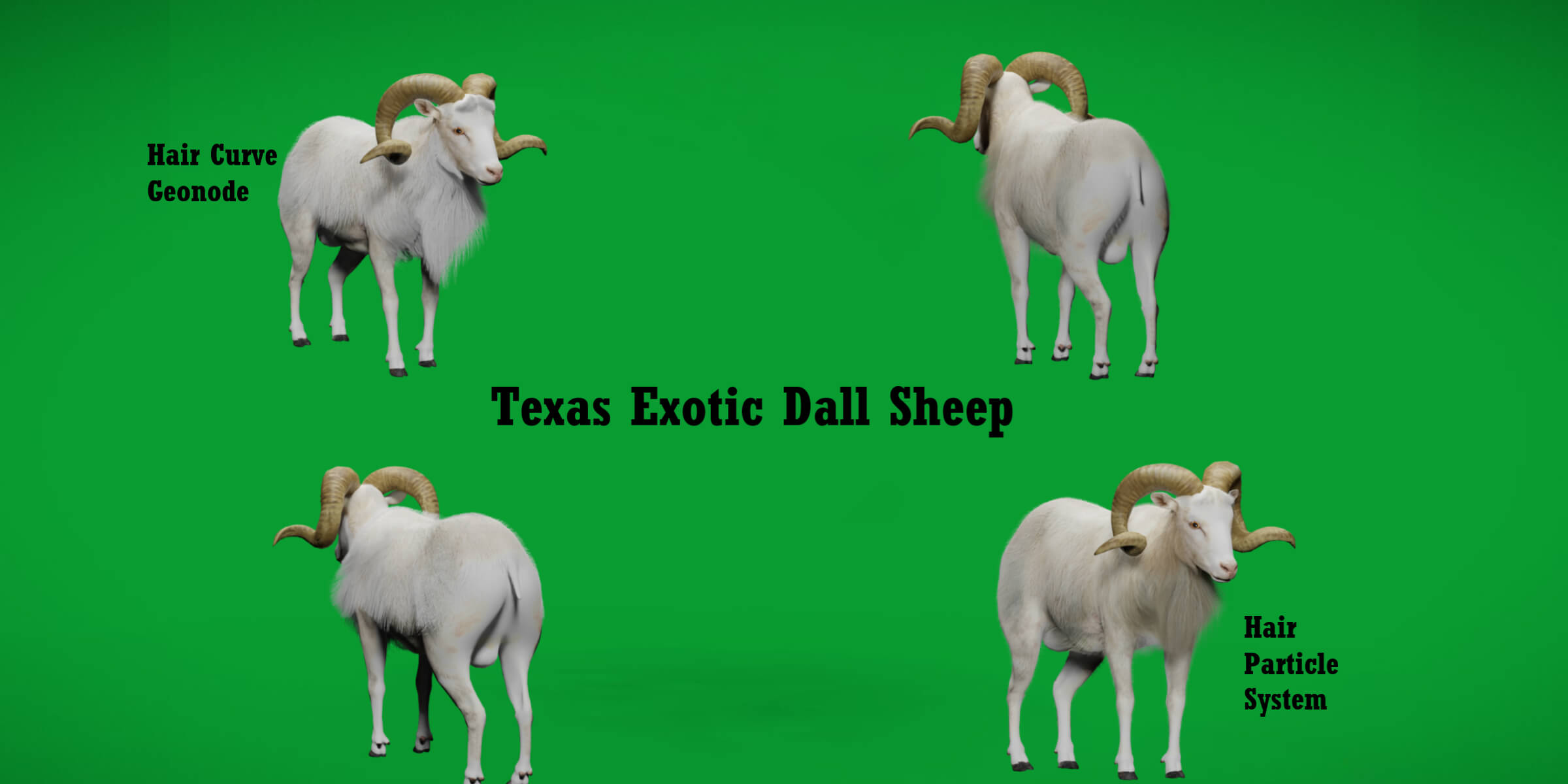 Texas Dall Sheep 3D Model