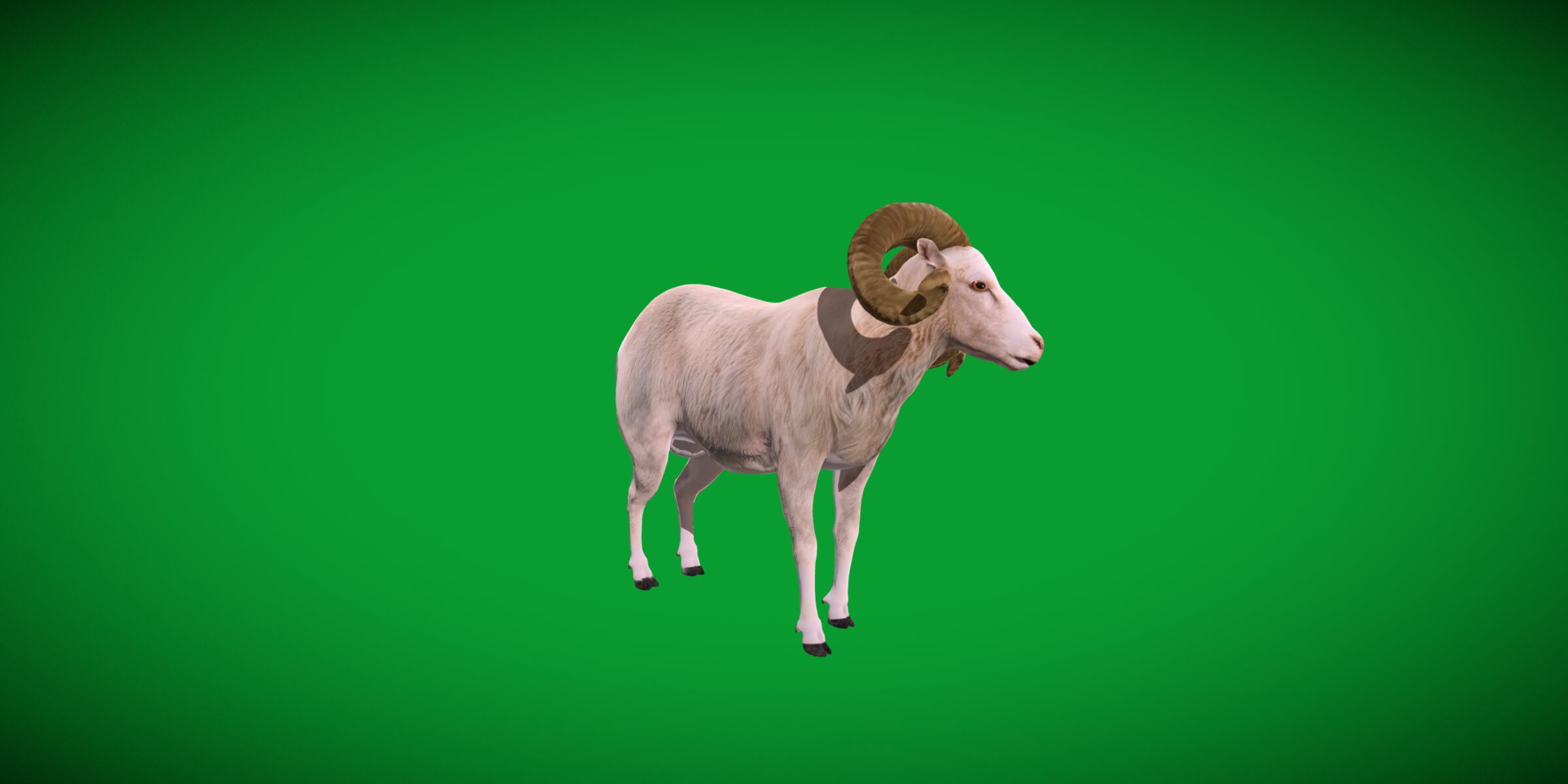 Texas Dall Sheep 3D Model