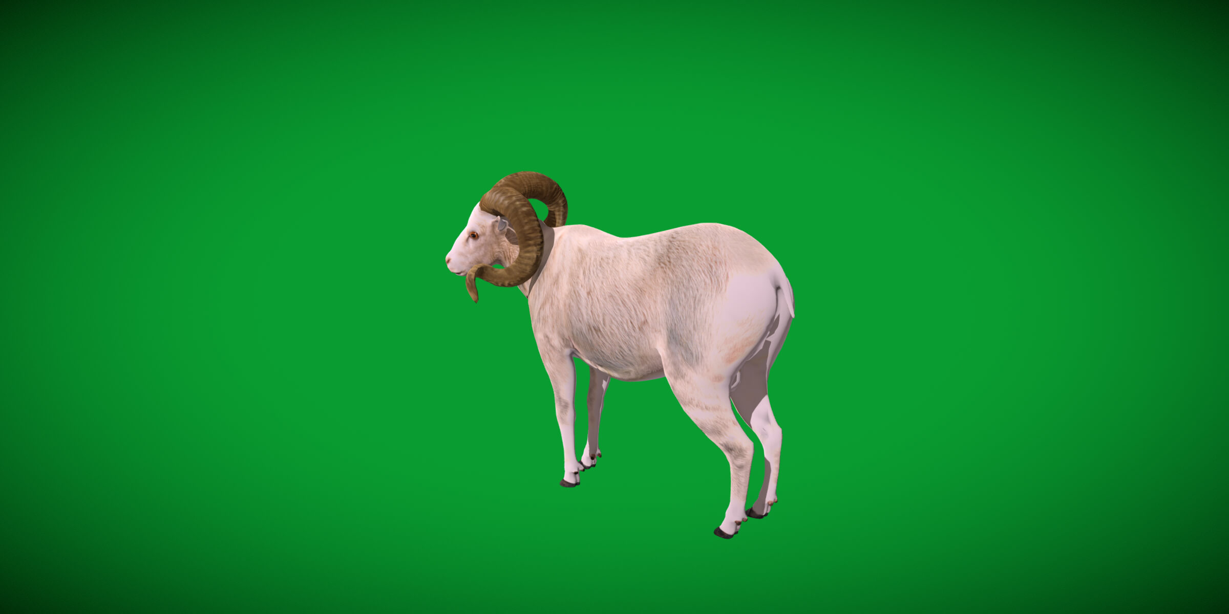 Texas Dall Sheep 3D Model