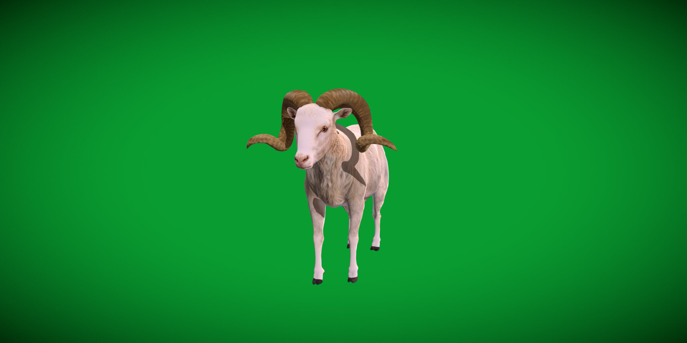 Texas Dall Sheep 3D Model