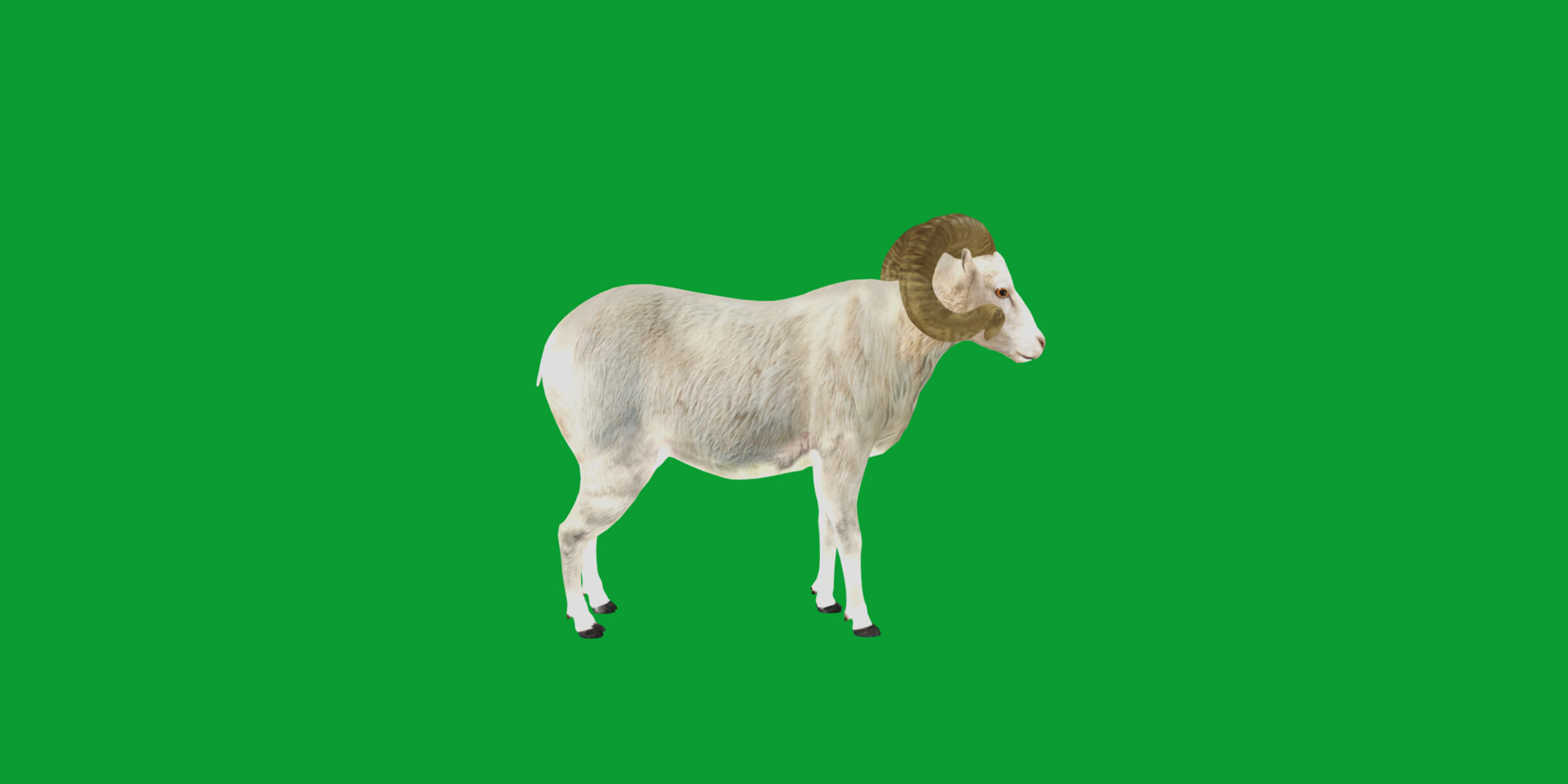 Texas Dall Sheep 3D Model