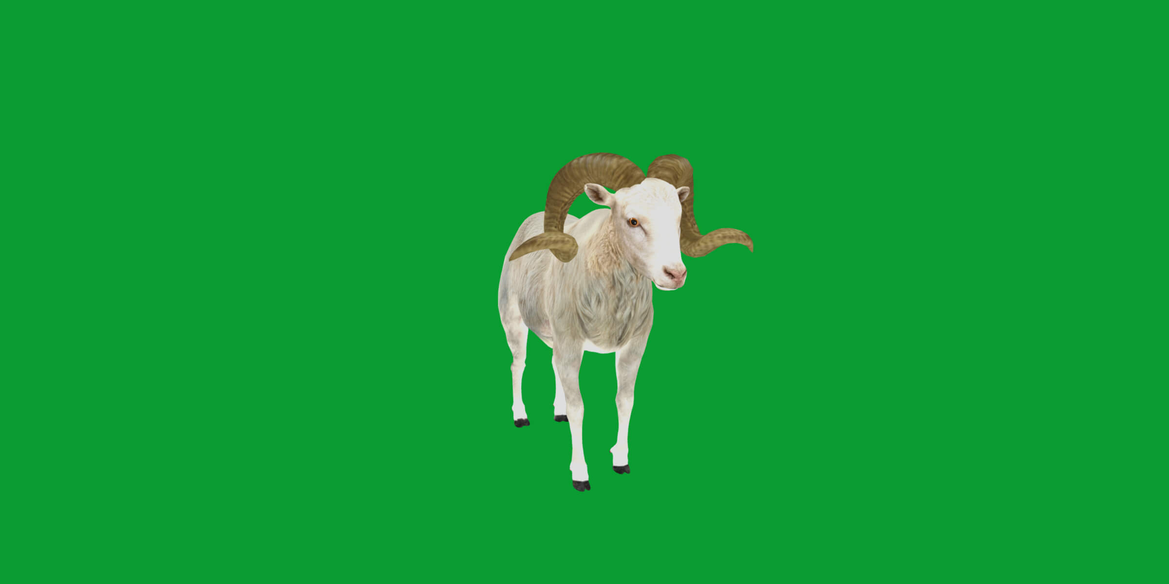Texas Dall Sheep 3D Model