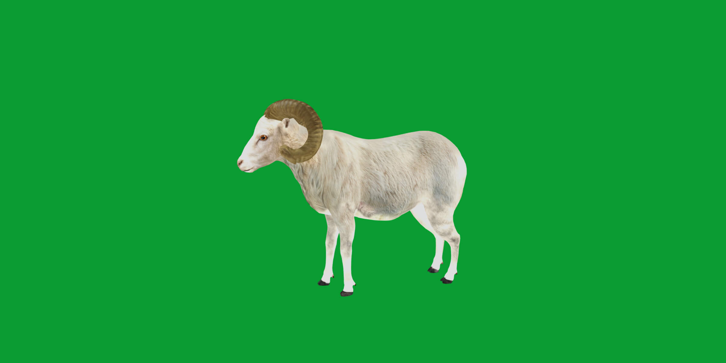 Texas Dall Sheep 3D Model