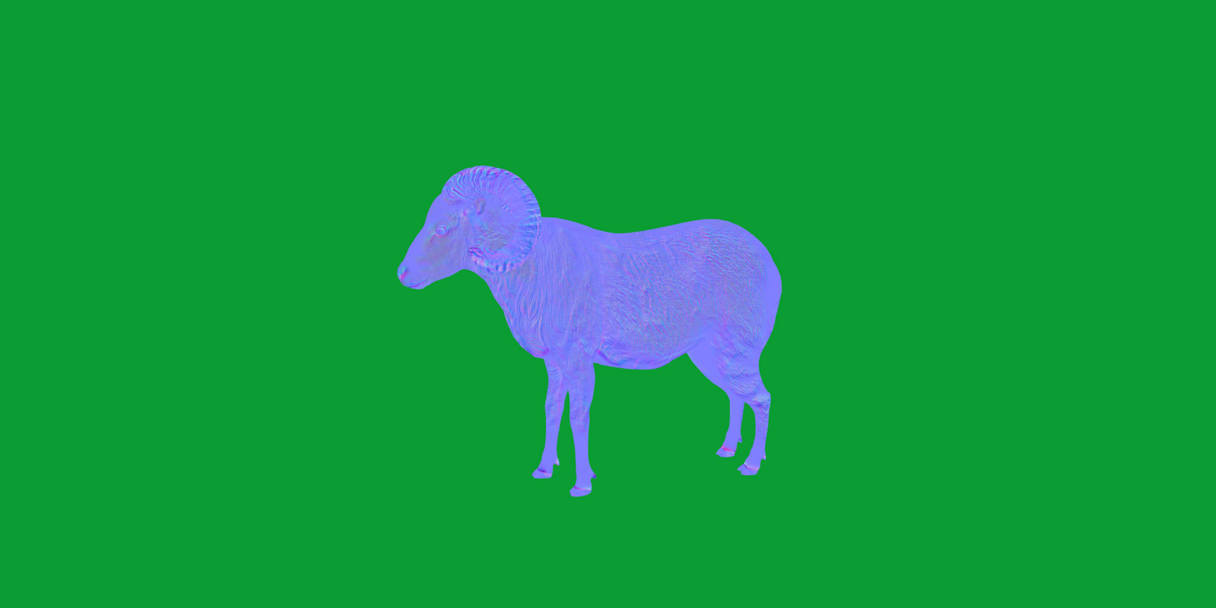 Texas Dall Sheep 3D Model