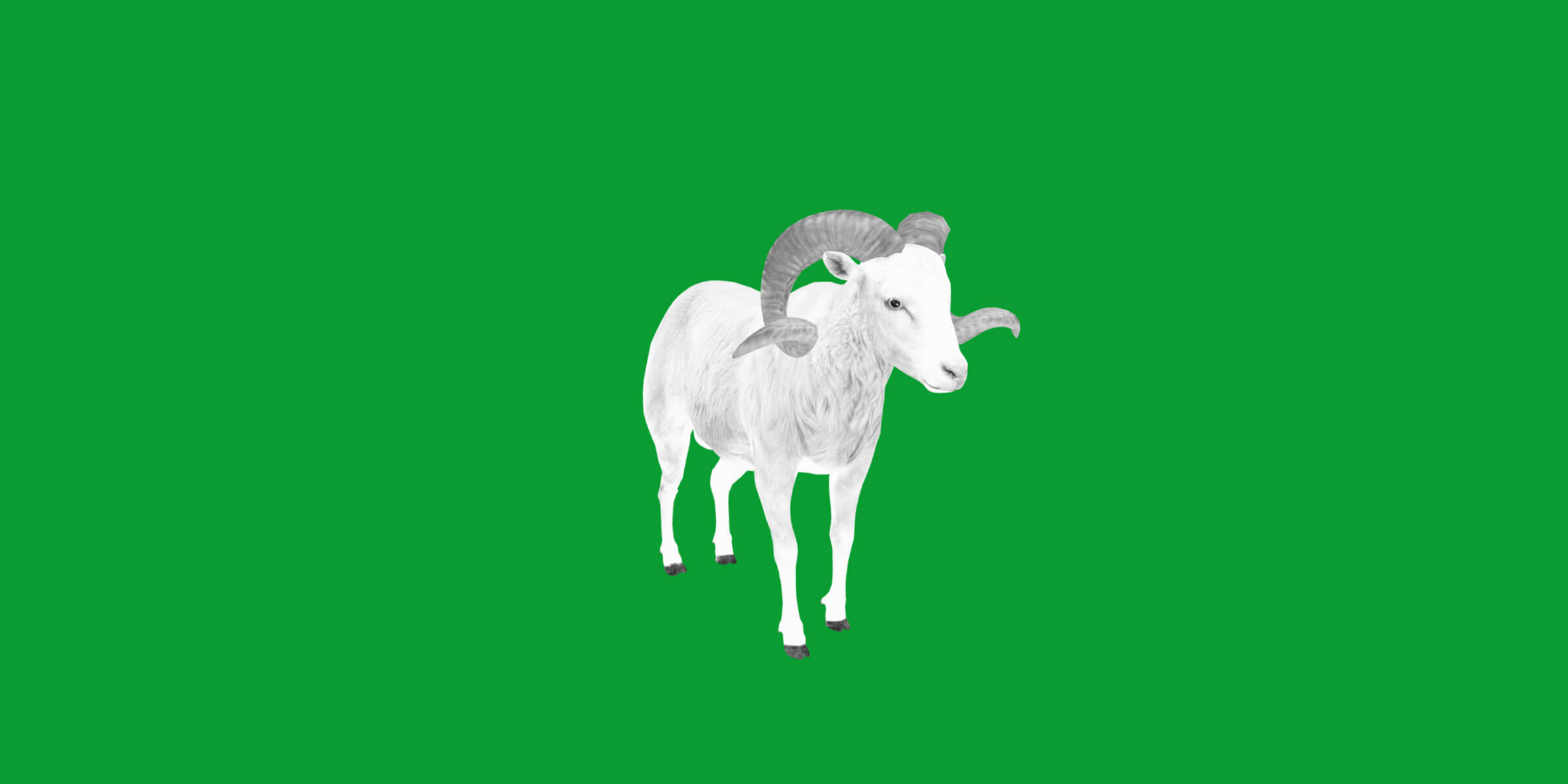 Texas Dall Sheep 3D Model