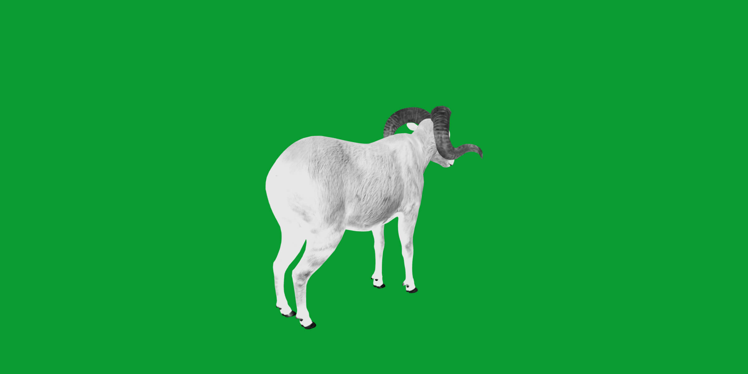 Texas Dall Sheep 3D Model