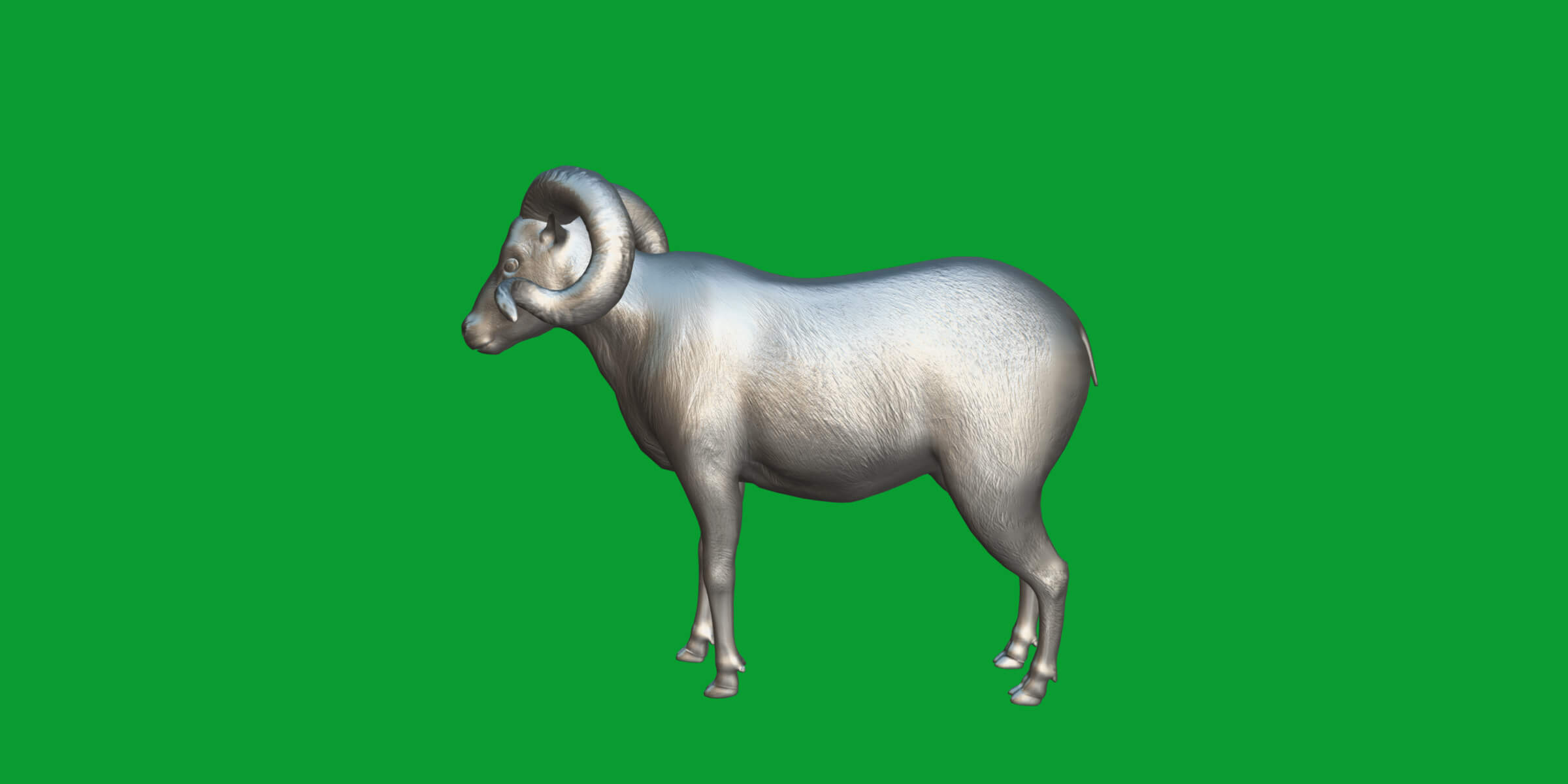 Texas Dall Sheep 3D Model