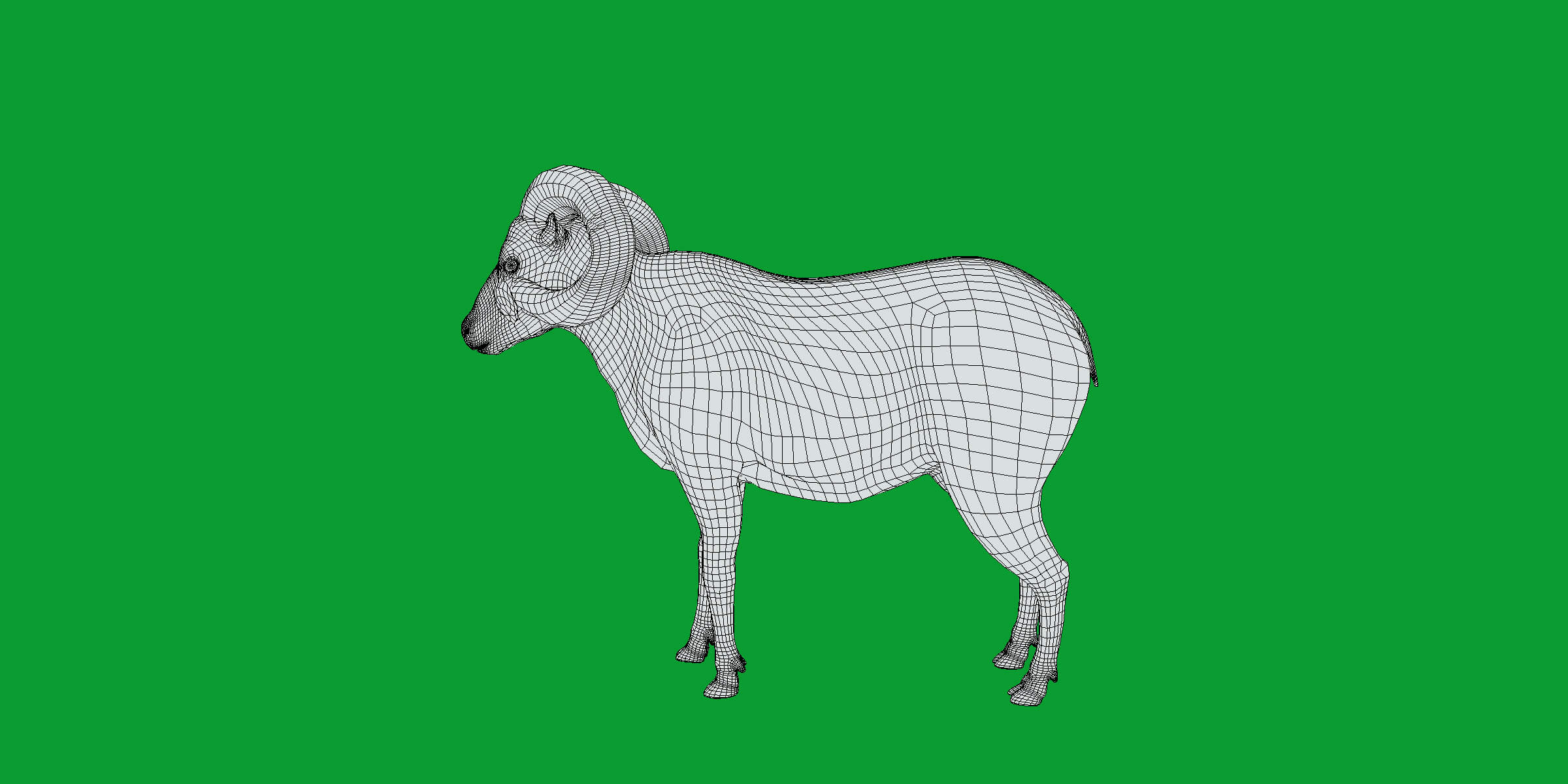 Texas Dall Sheep 3D Model