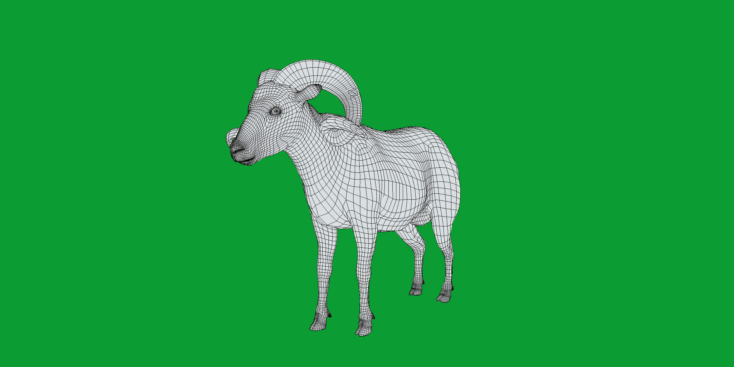 Texas Dall Sheep 3D Model