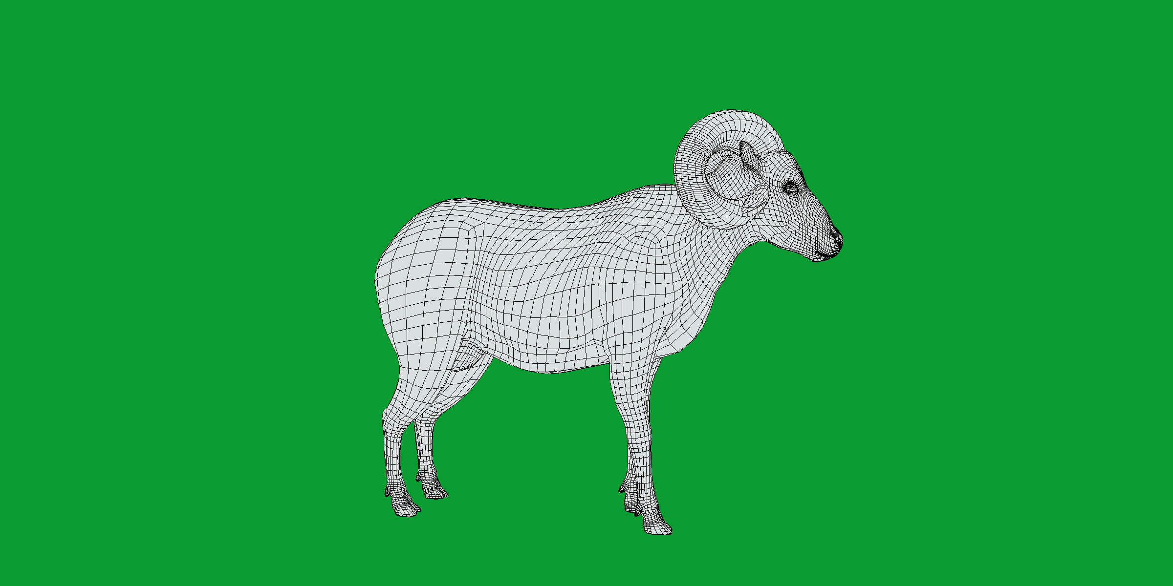 Texas Dall Sheep 3D Model