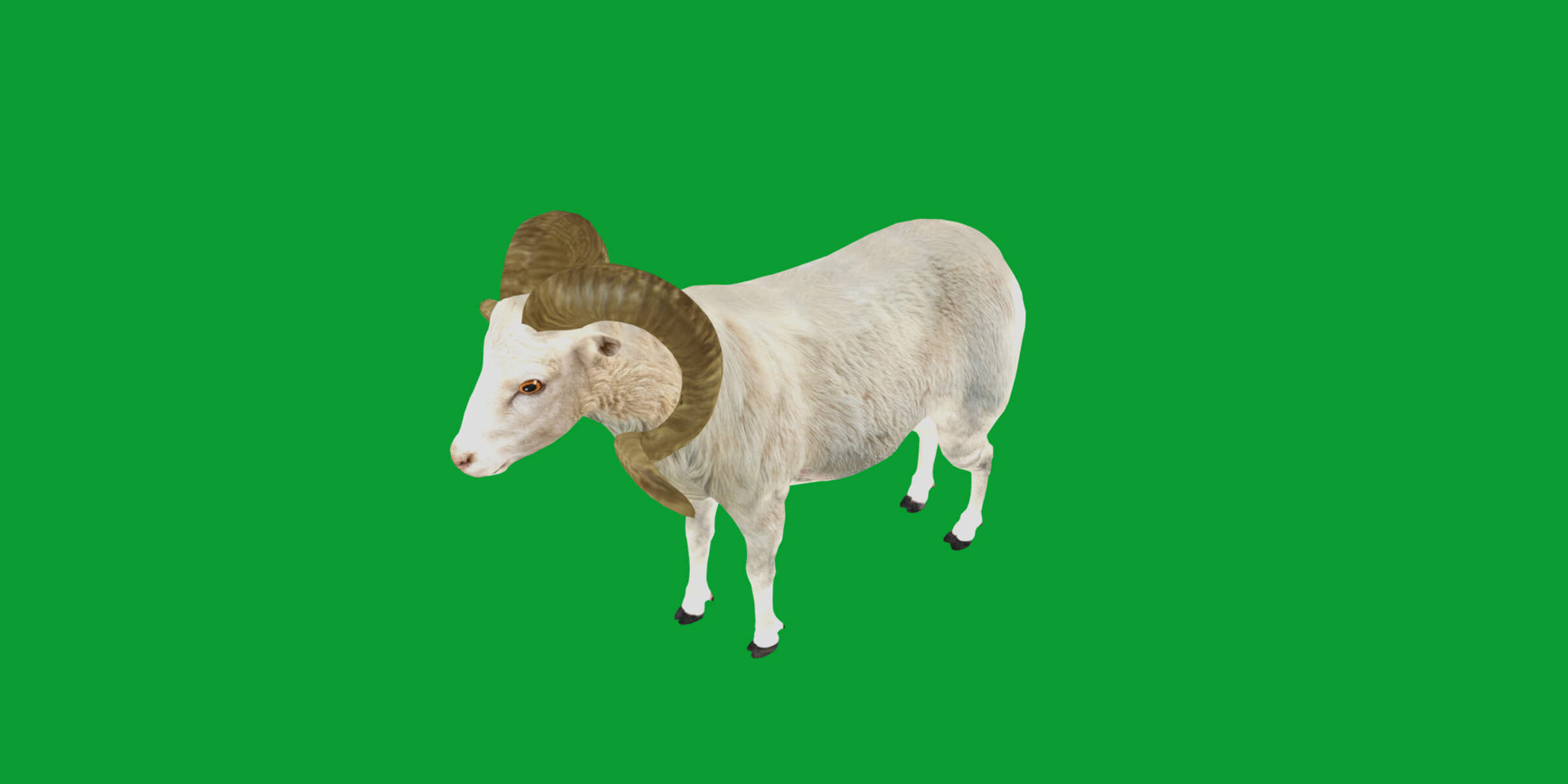 Texas Dall Sheep 3D Model