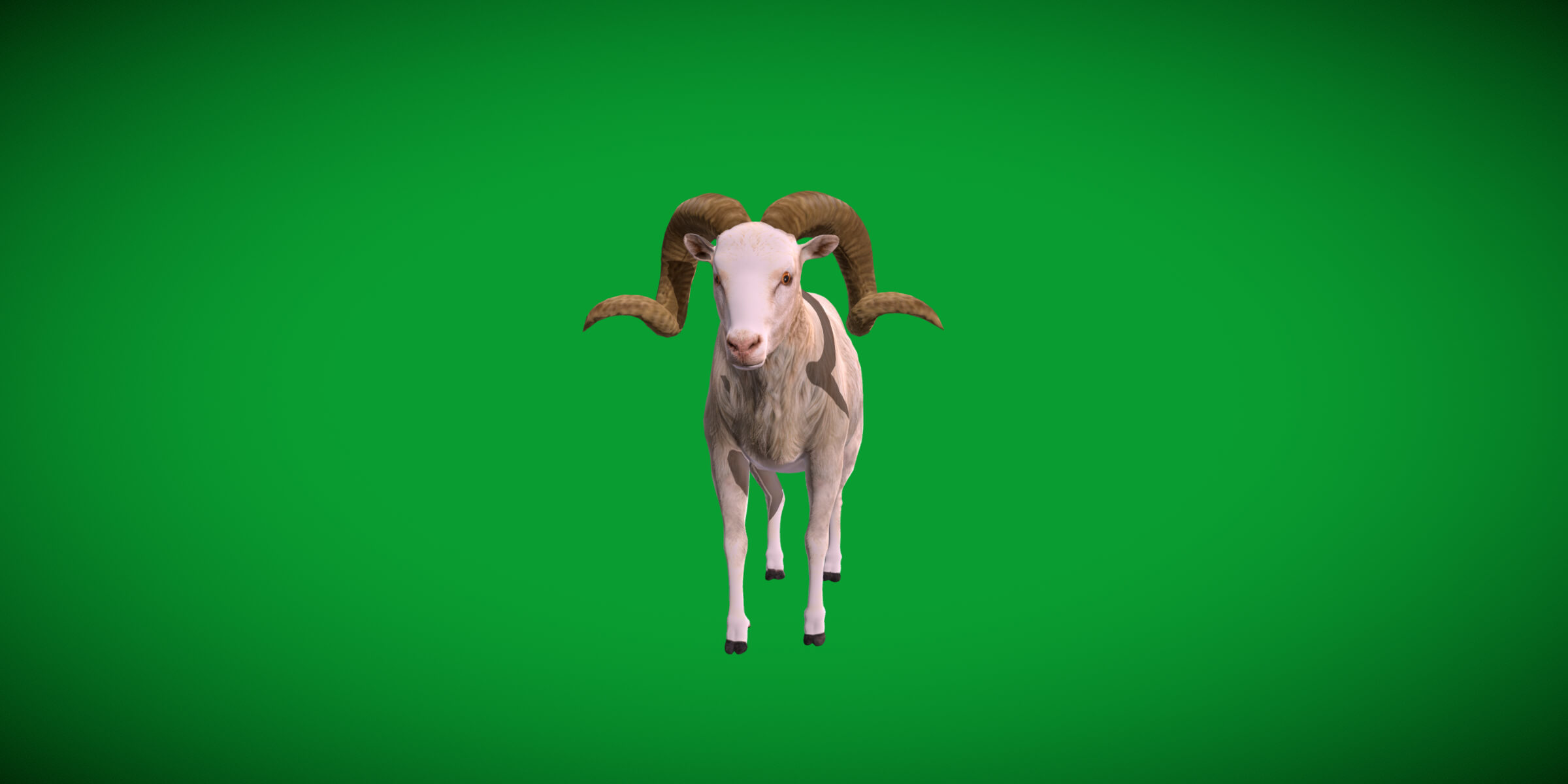 Texas Dall Sheep 3D Model