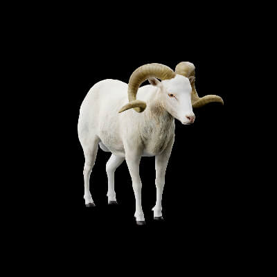 Texas Dall Sheep