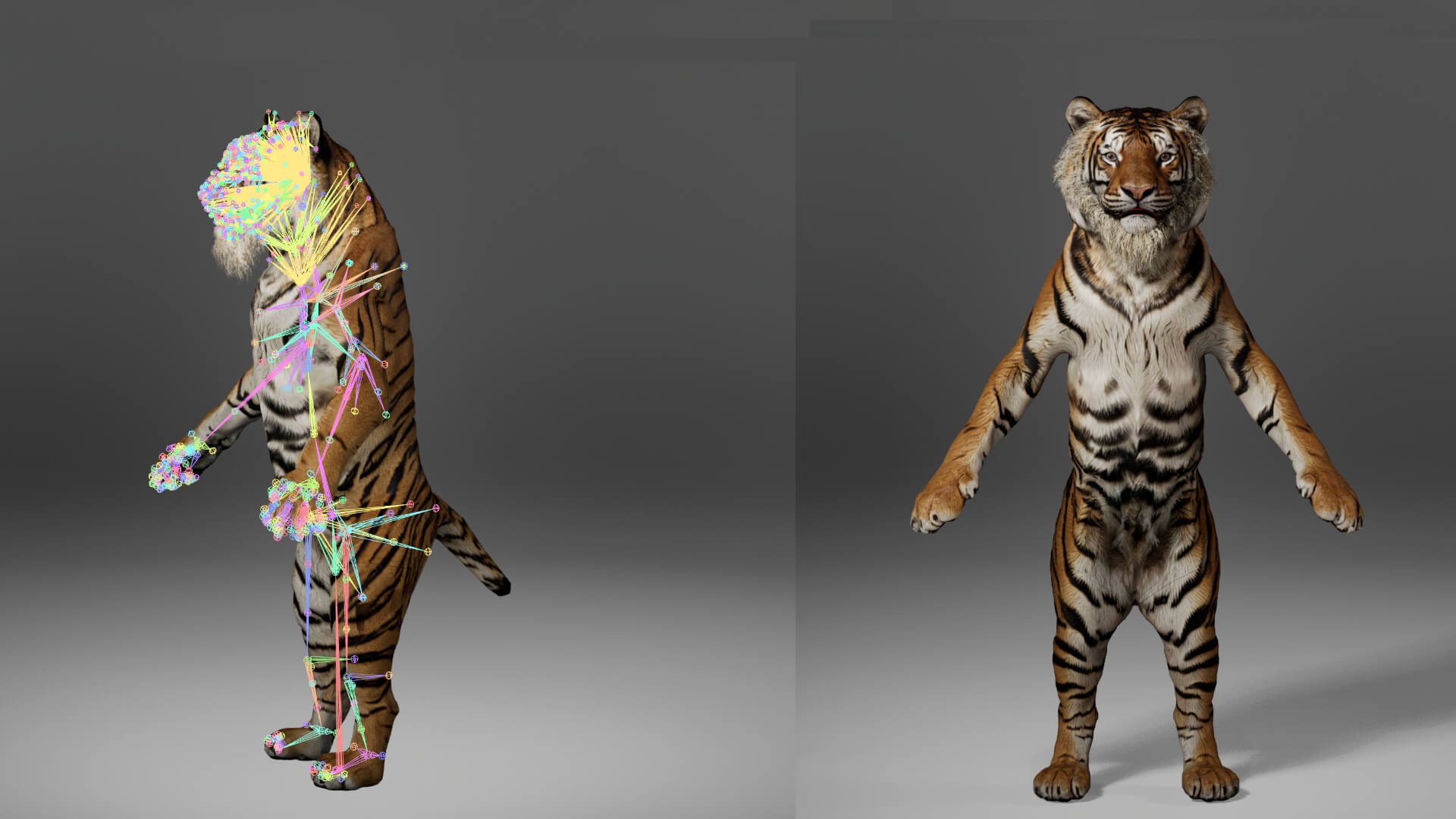 Tiger Metahuman Character 3D Model