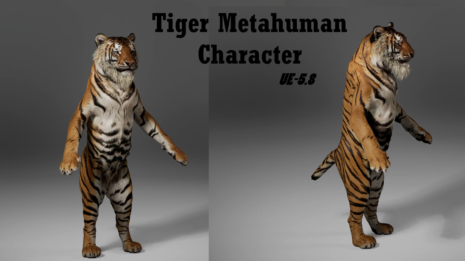 Tiger Metahuman Character 3D Model