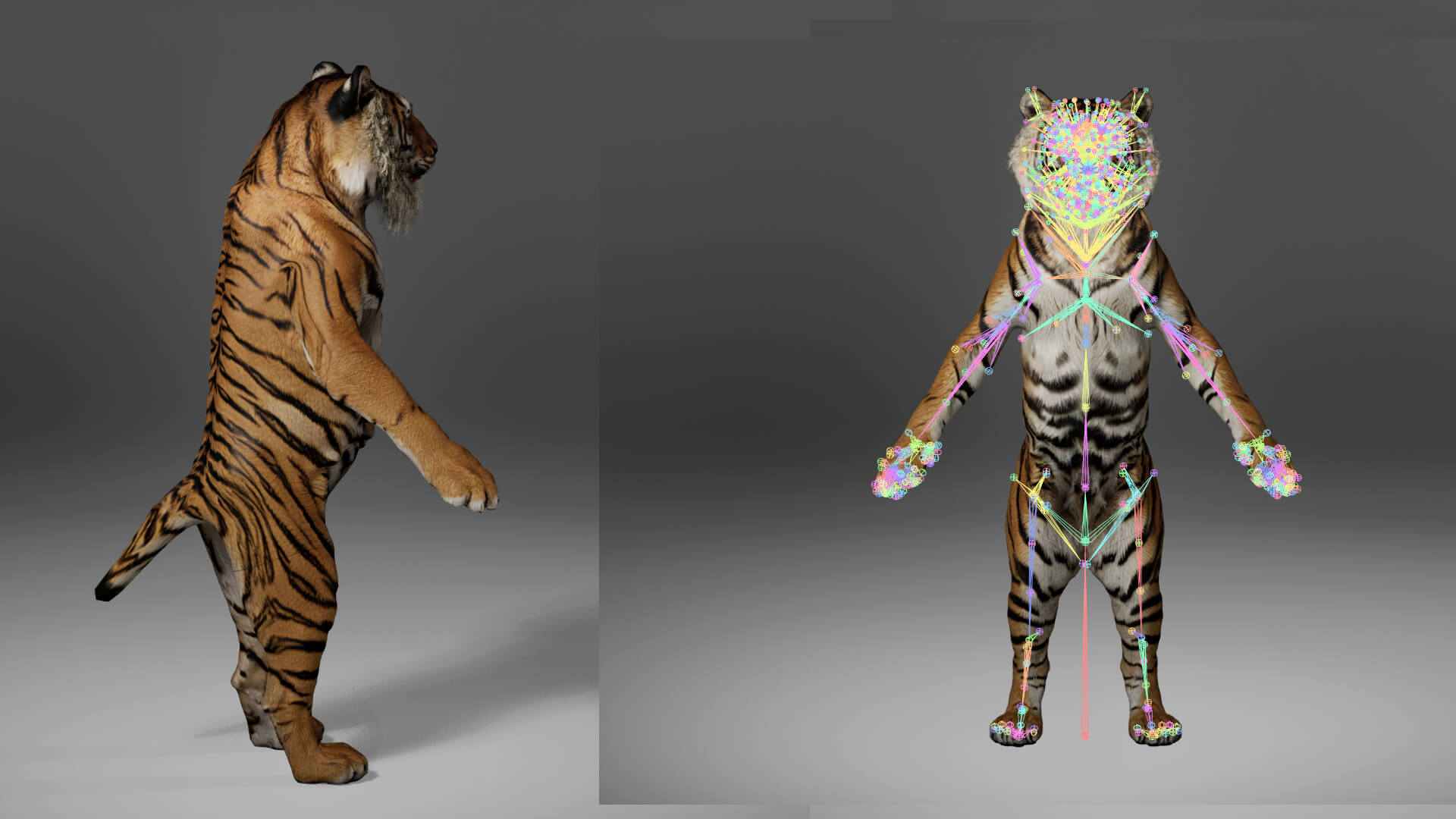 Tiger Metahuman Character 3D Model