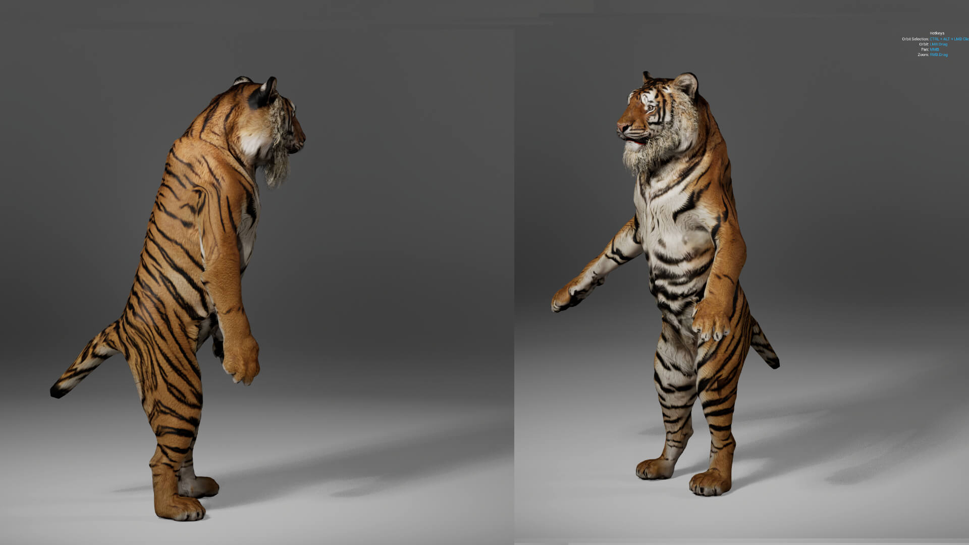Tiger Metahuman Character 3D Model