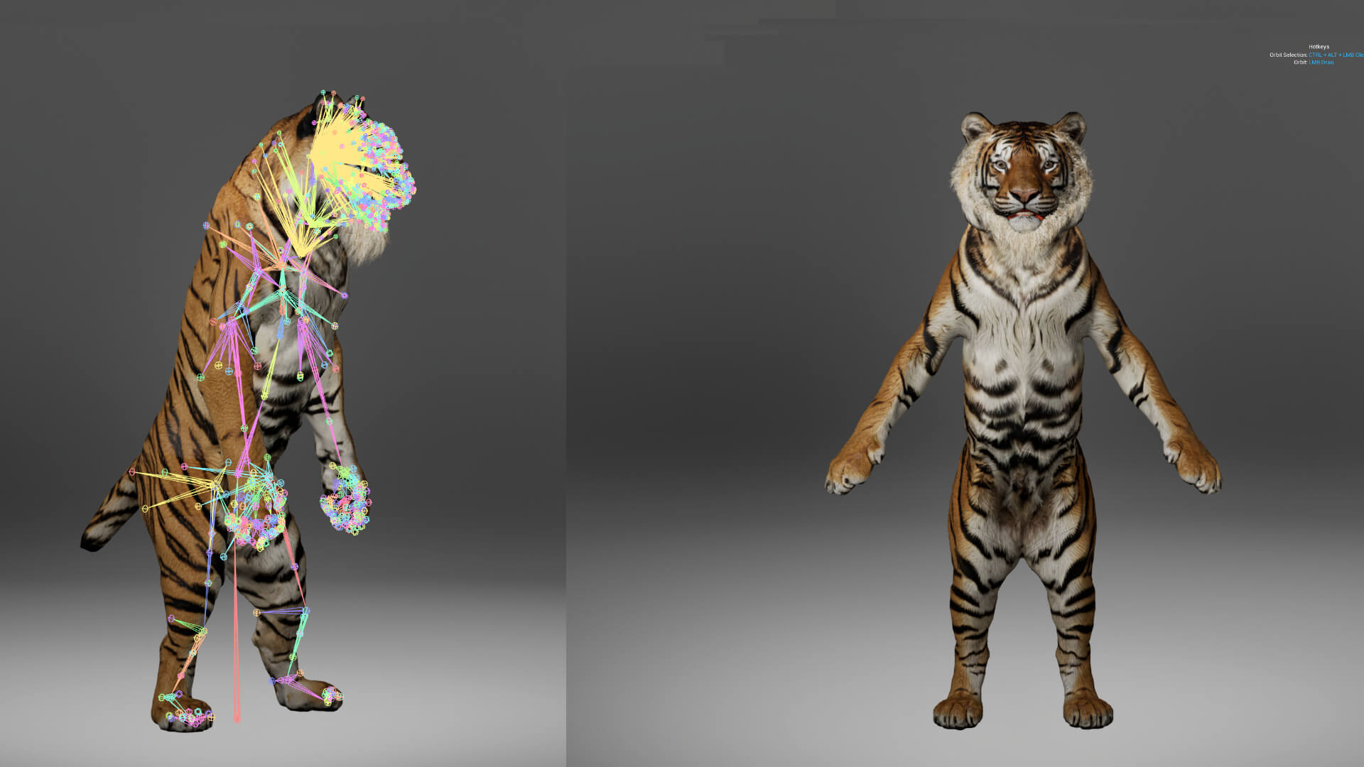 Tiger Metahuman Character 3D Model
