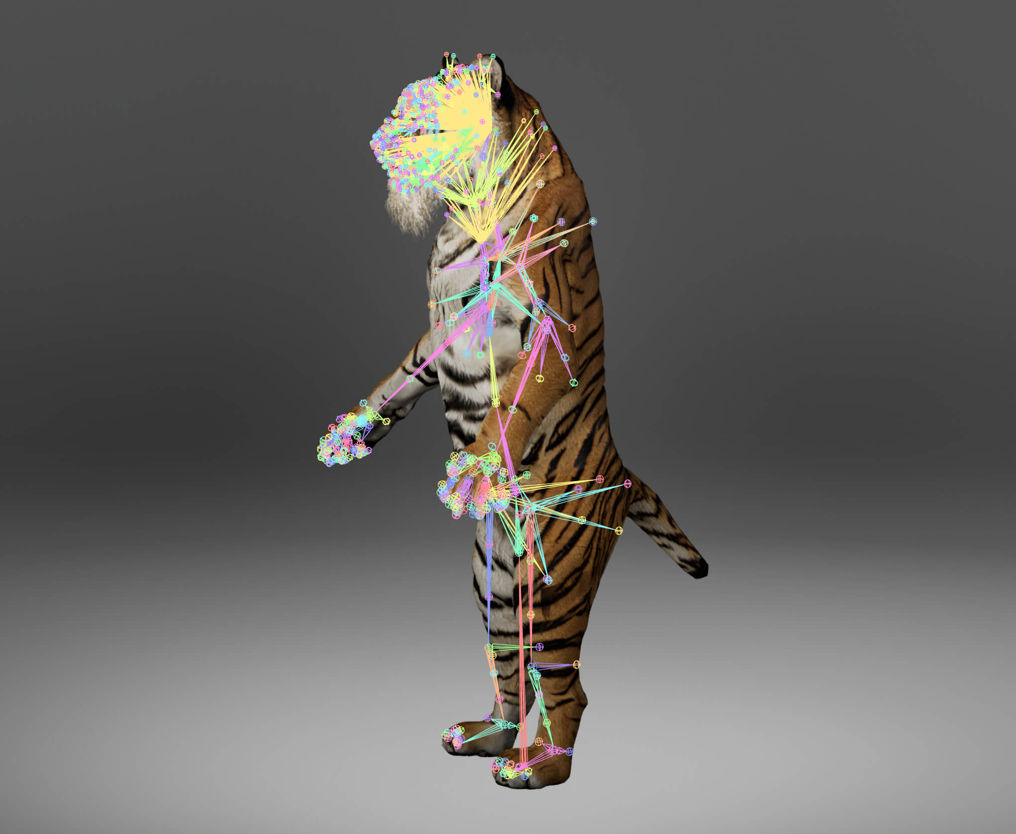 Tiger Metahuman Character 3D Model