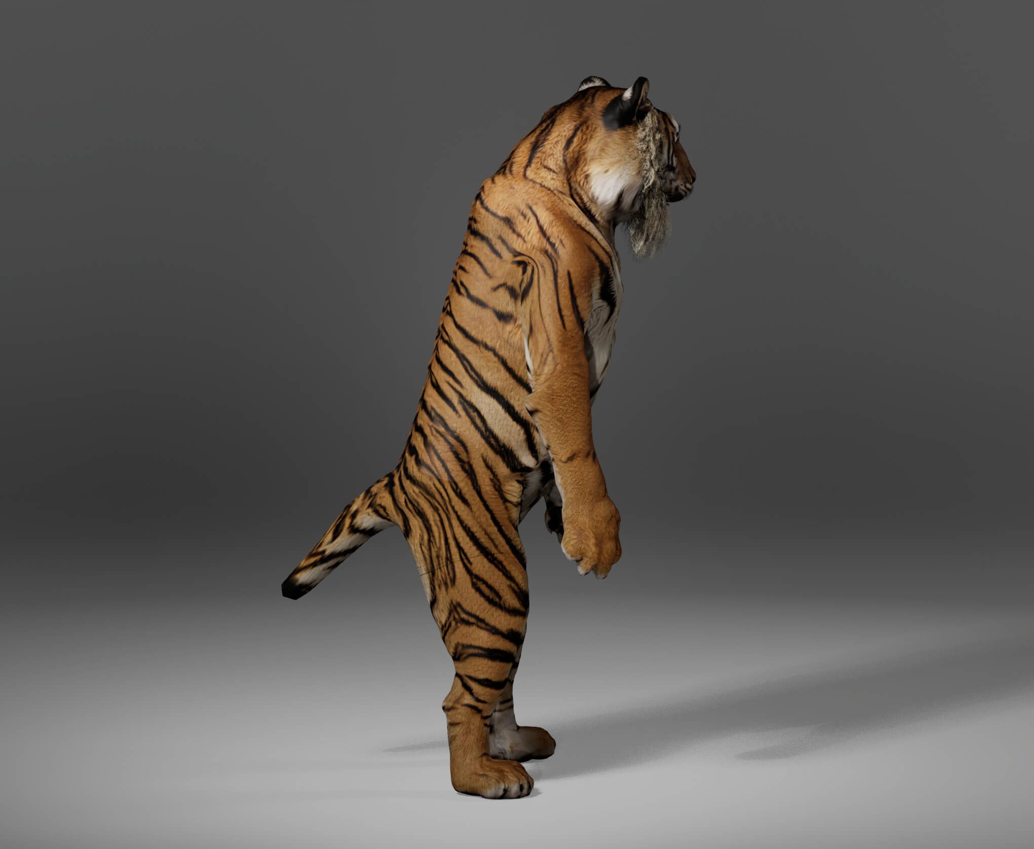 Tiger Metahuman Character 3D Model