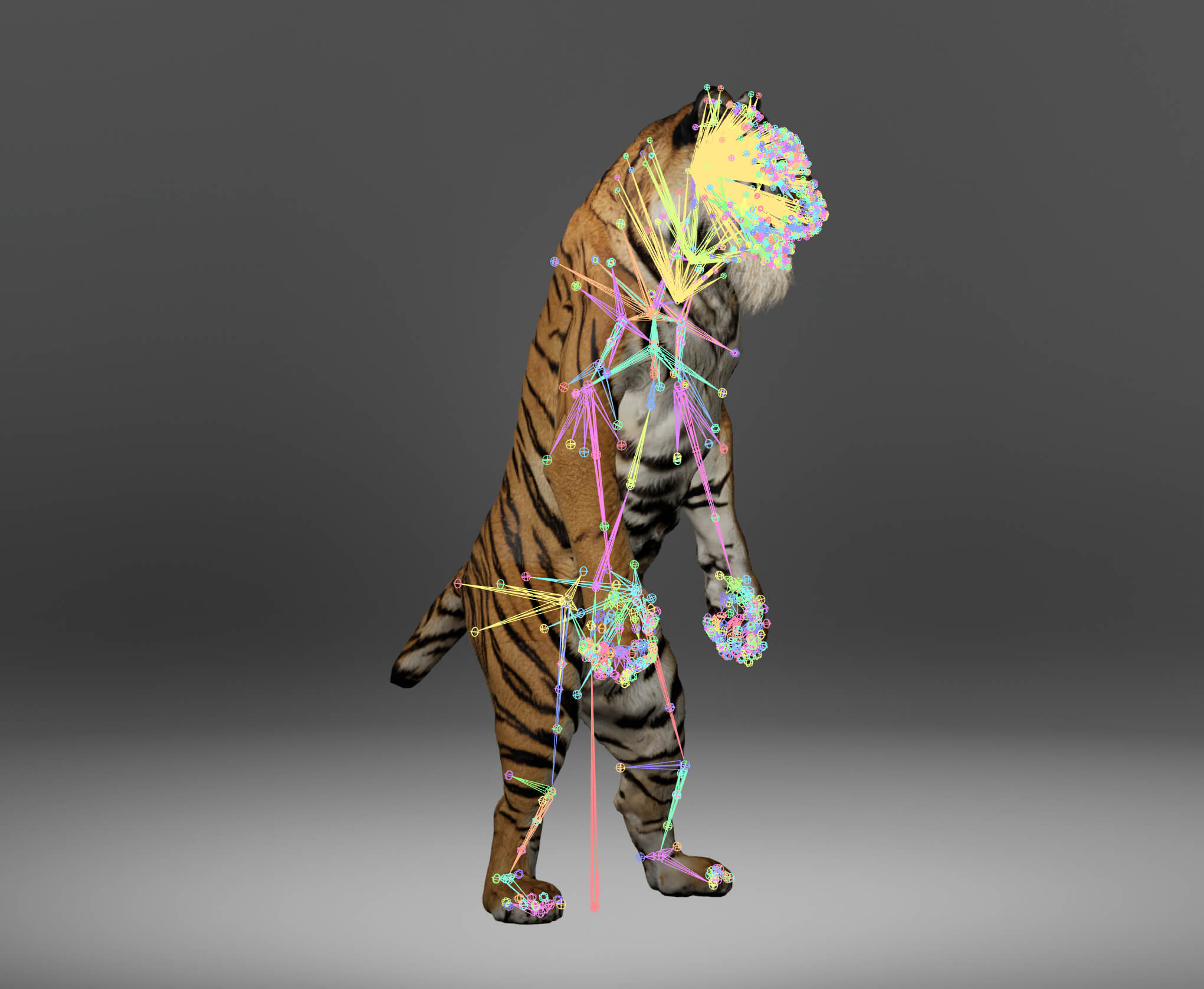 Tiger Metahuman Character 3D Model