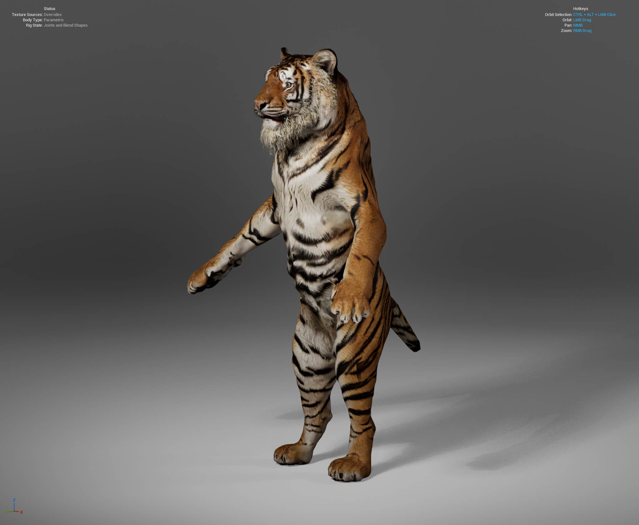 Tiger Metahuman Character 3D Model