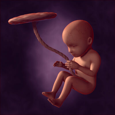 Human Fetus Week 30