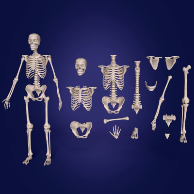 Human Skeleton