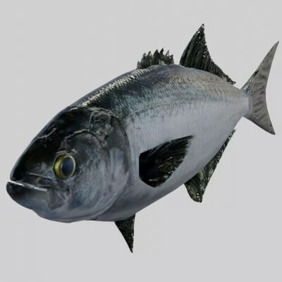 Australian Tailor Fish - Rigged and Animated Low-Poly PBR 3D