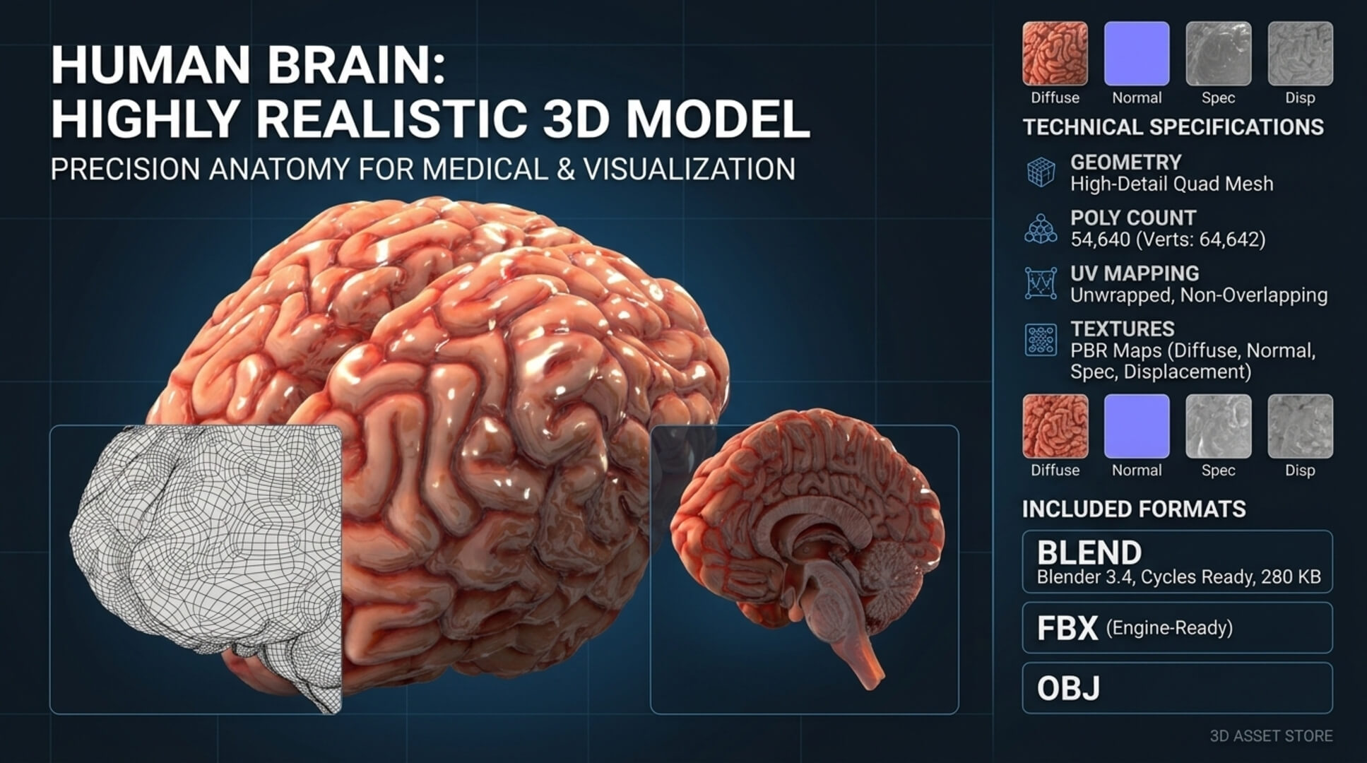 Human Brain Realistic PBR Anatomical 3D Model 3D Model