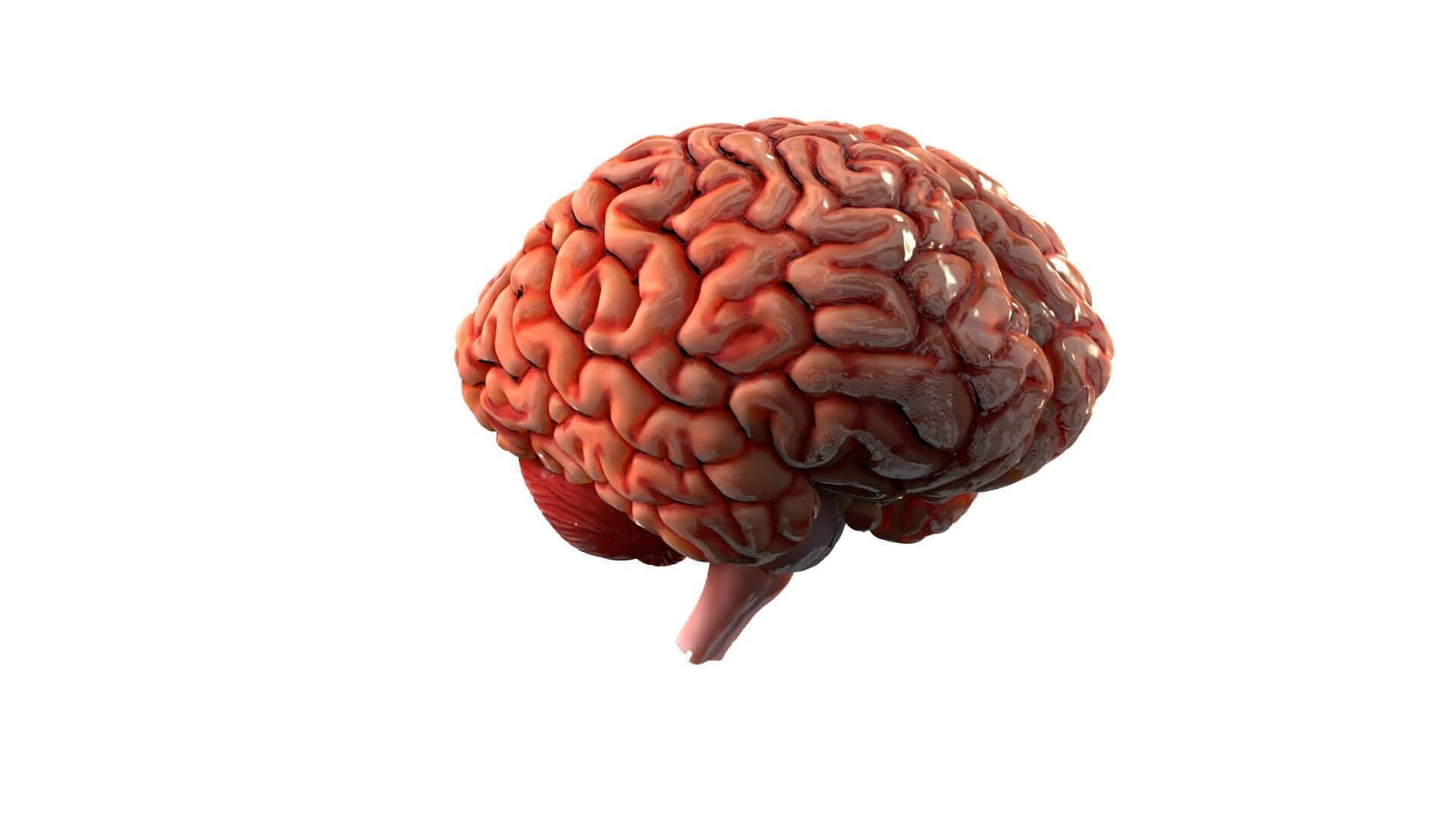 Human Brain Realistic PBR Anatomical 3D Model 3D Model