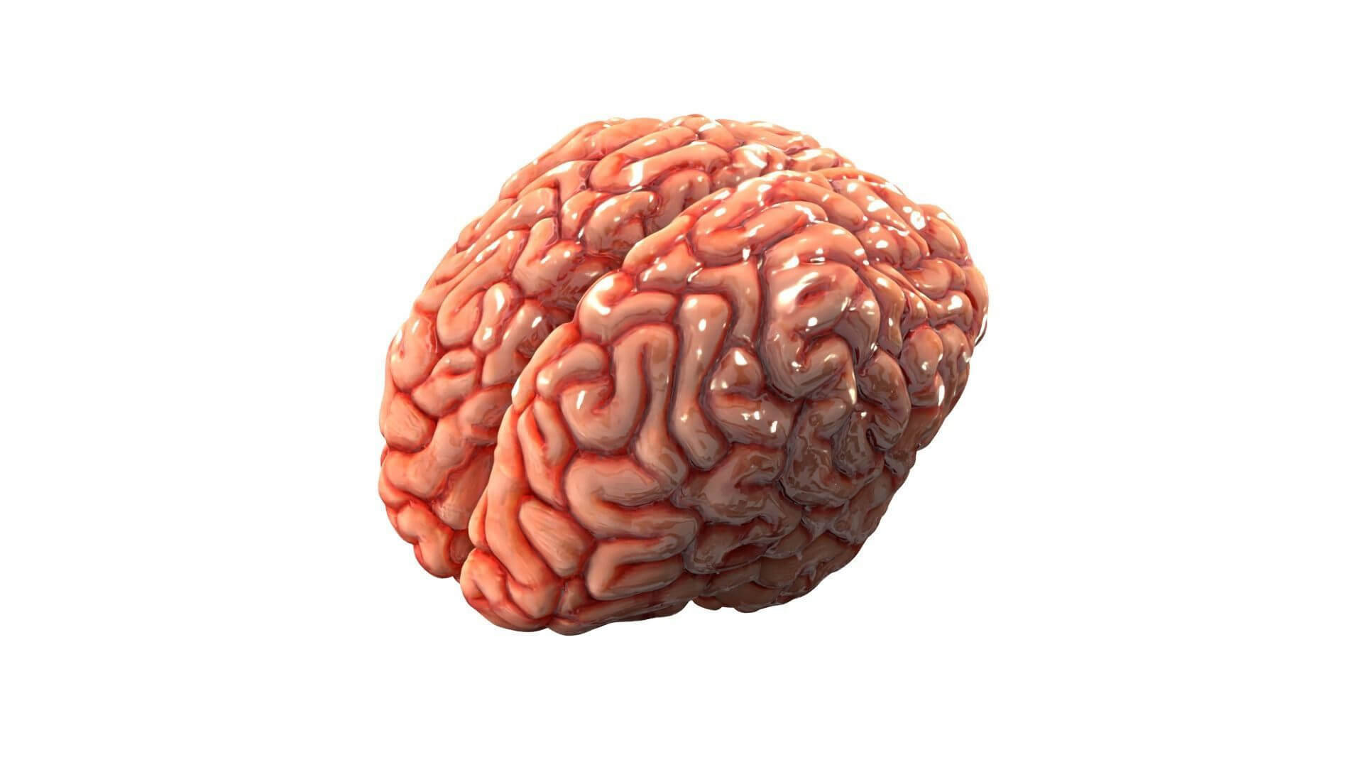 Human Brain Realistic PBR Anatomical 3D Model 3D Model