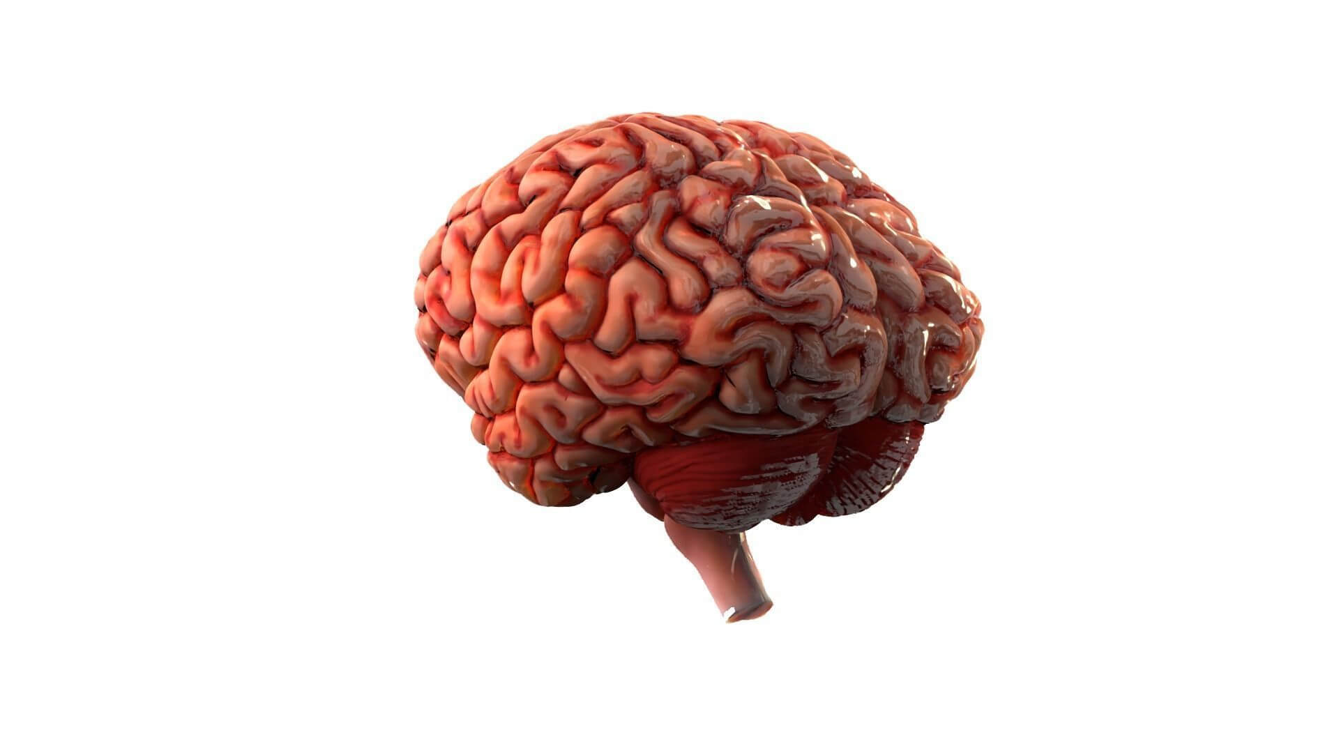 Human Brain Realistic PBR Anatomical 3D Model 3D Model