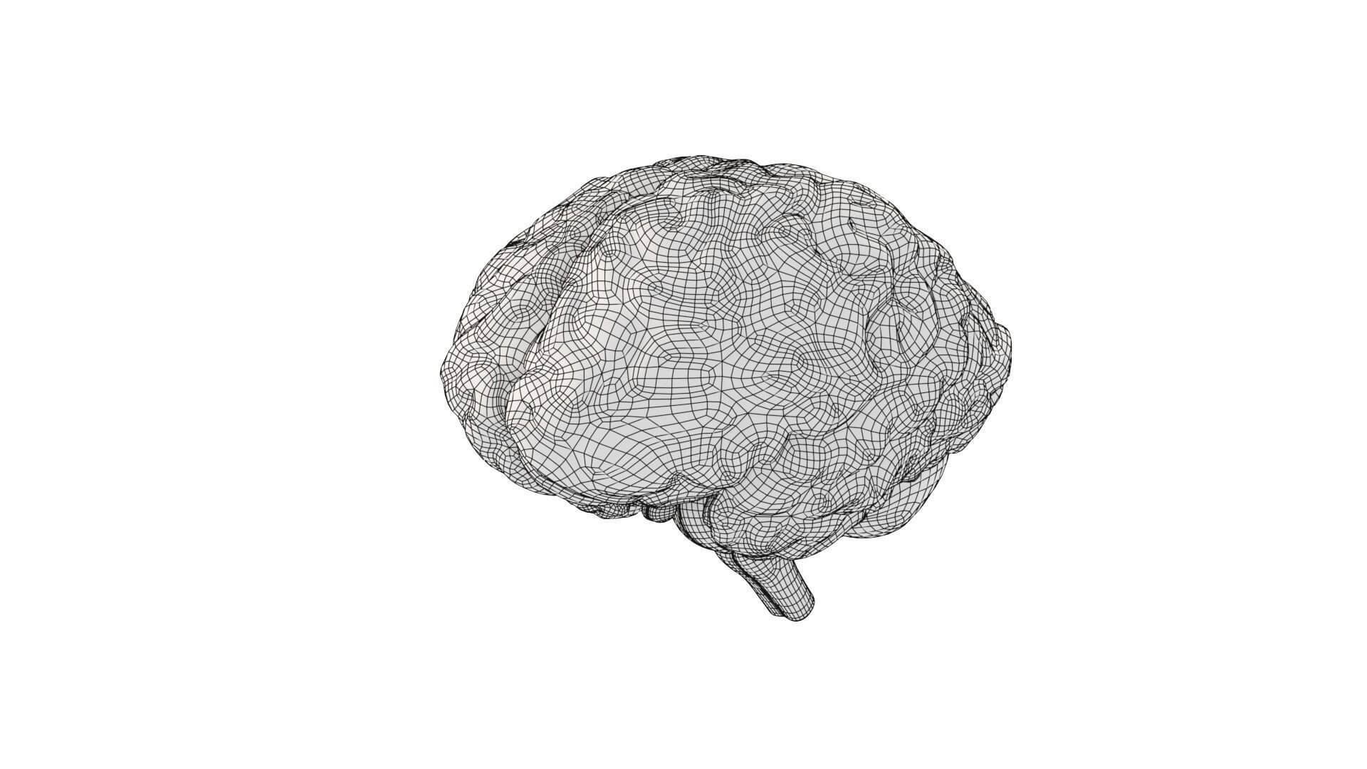 Human Brain Realistic PBR Anatomical 3D Model 3D Model