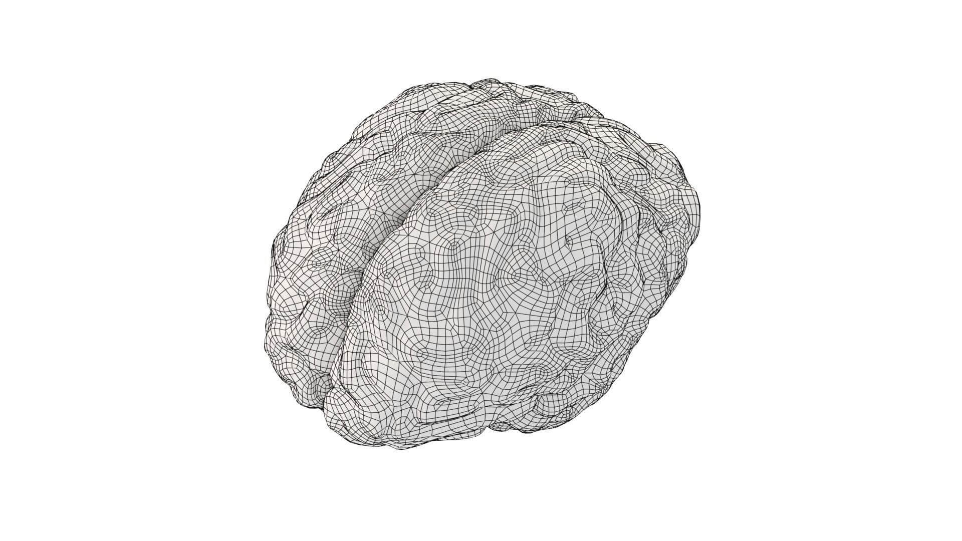 Human Brain Realistic PBR Anatomical 3D Model 3D Model