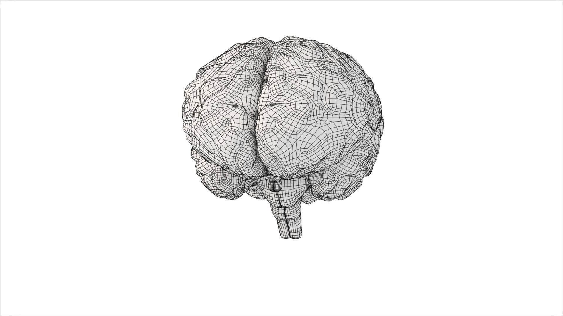 Human Brain Realistic PBR Anatomical 3D Model 3D Model