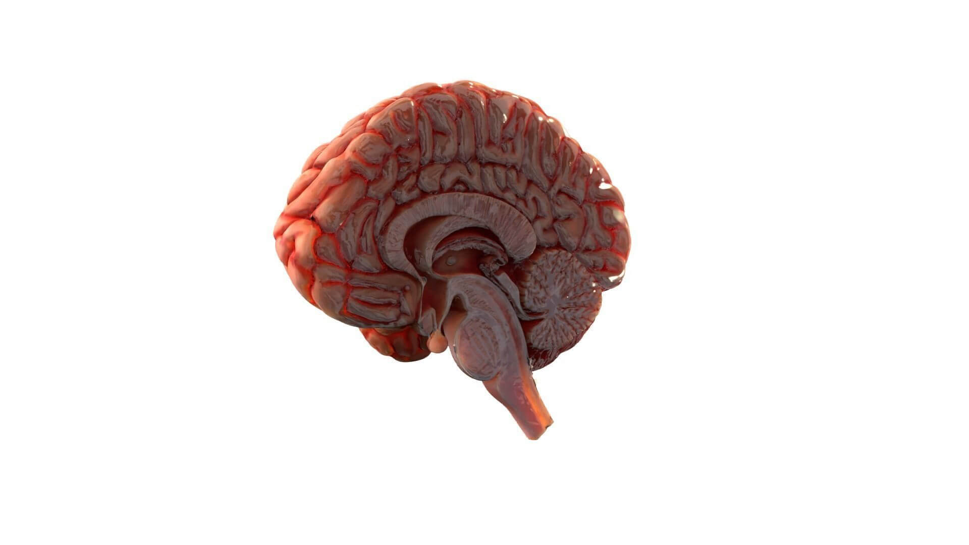 Human Brain Realistic PBR Anatomical 3D Model 3D Model