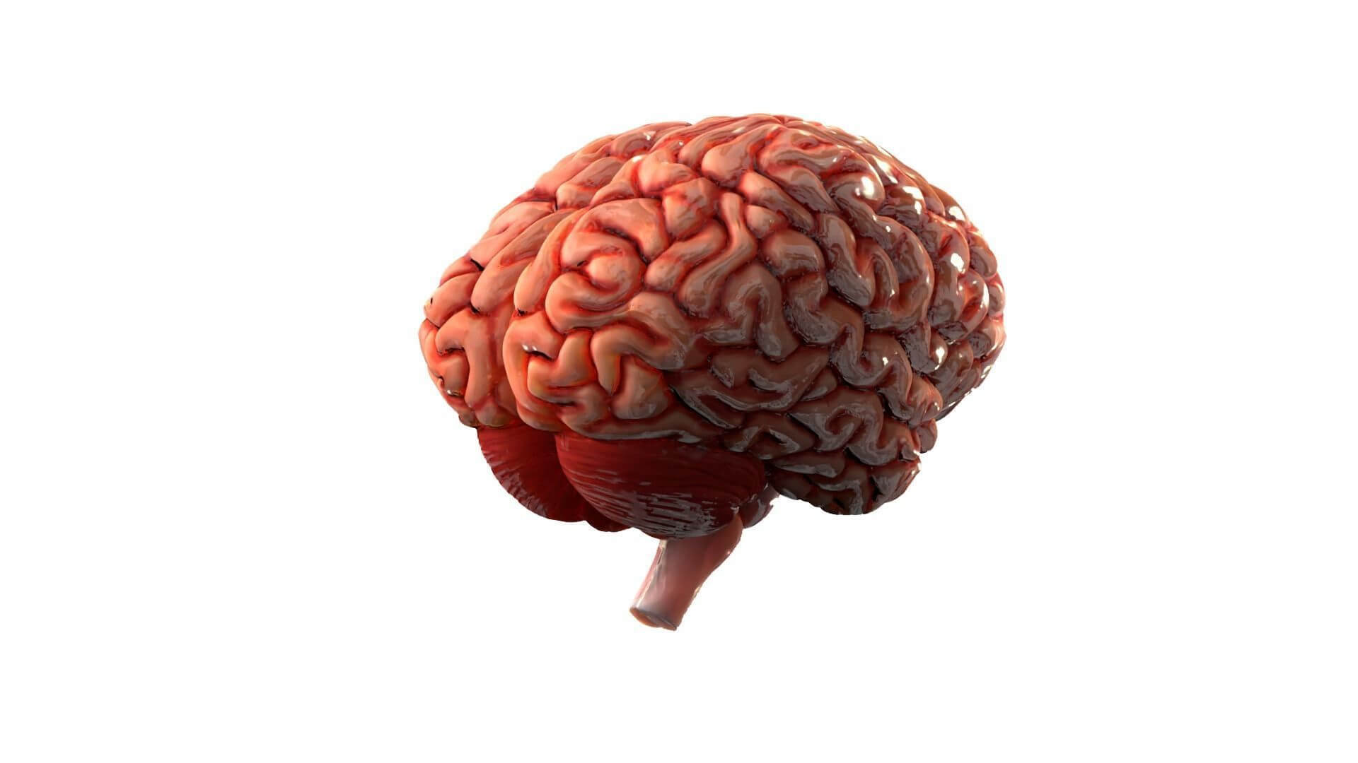 Human Brain Realistic PBR Anatomical 3D Model 3D Model