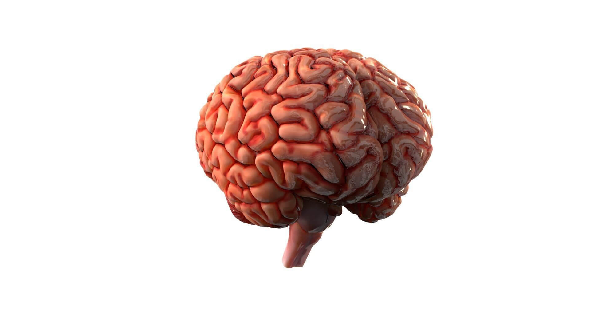 Human Brain Realistic PBR Anatomical 3D Model 3D Model